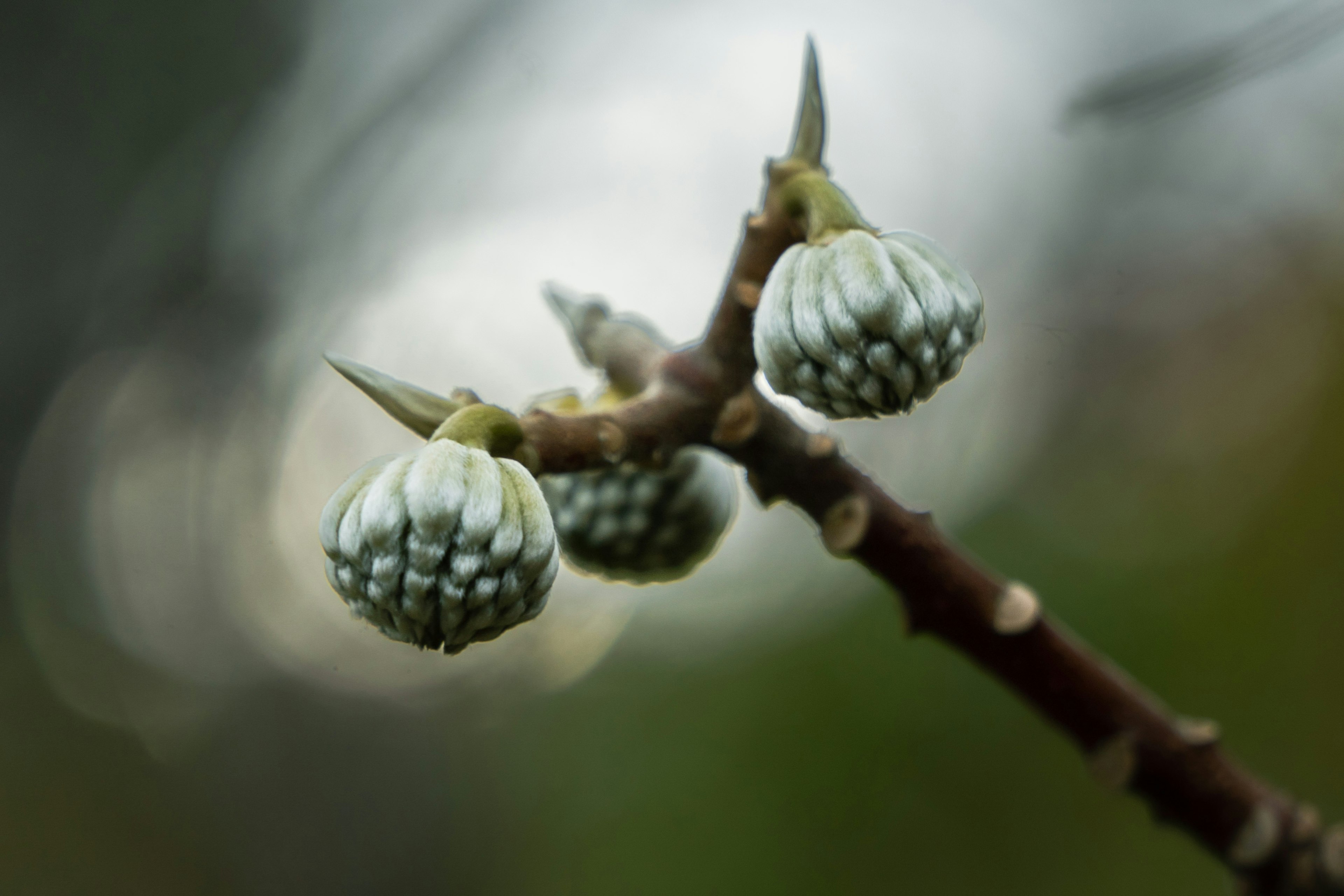 Close-up of green buds on a branch