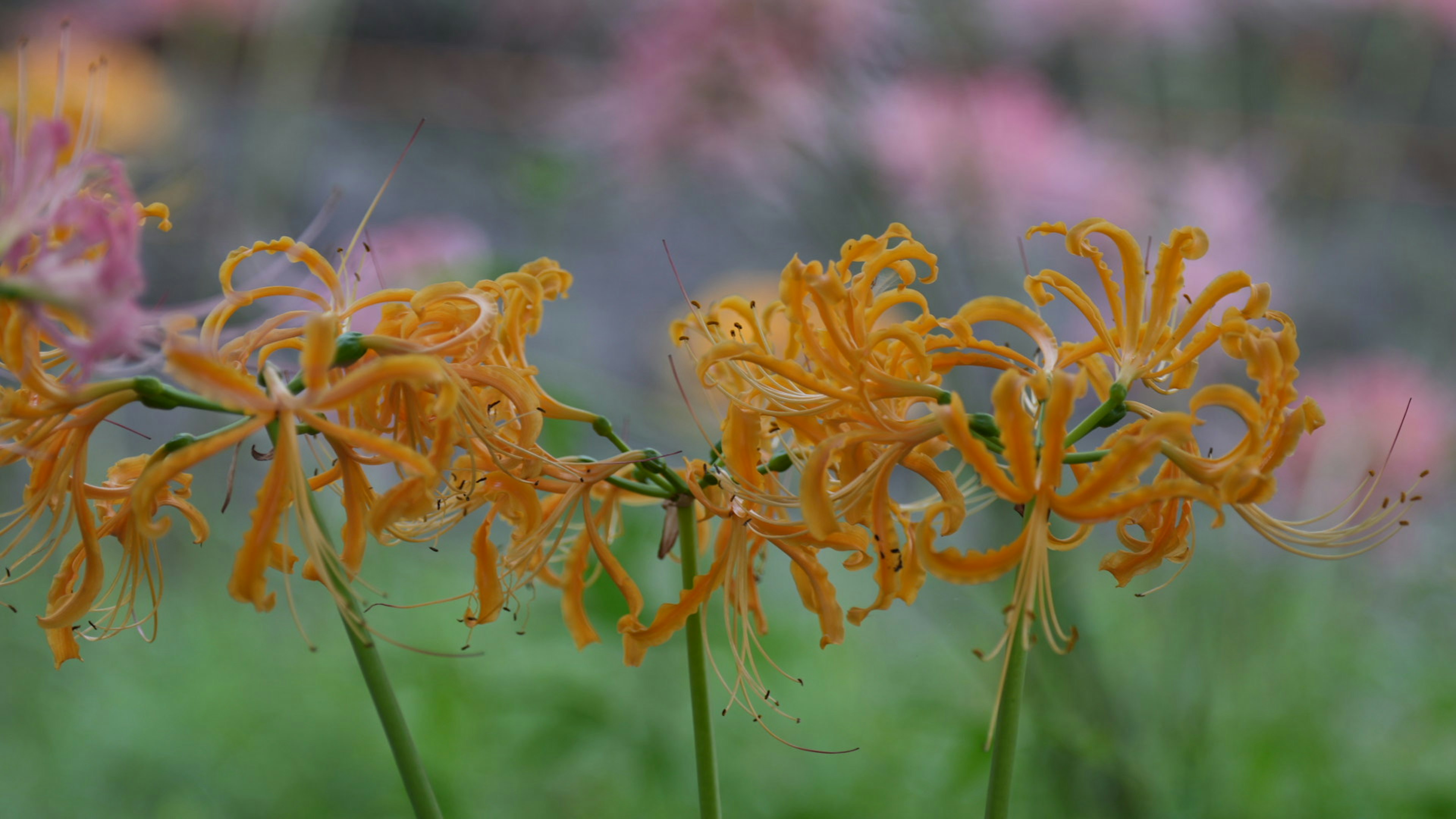 オレンジ色の花が咲いている風景で背景にはピンクの花が見える