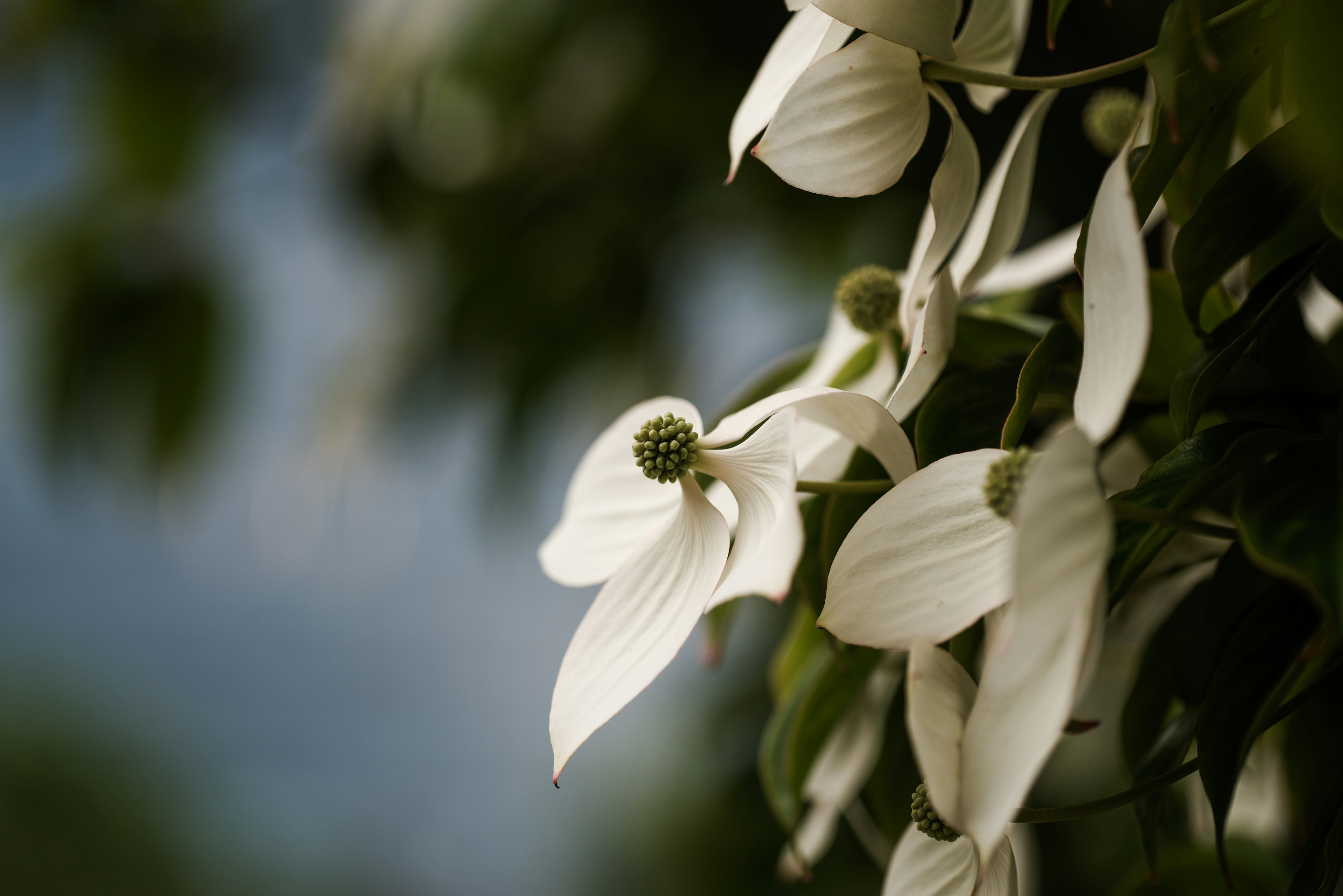 Close-up of white flowers with green leaves