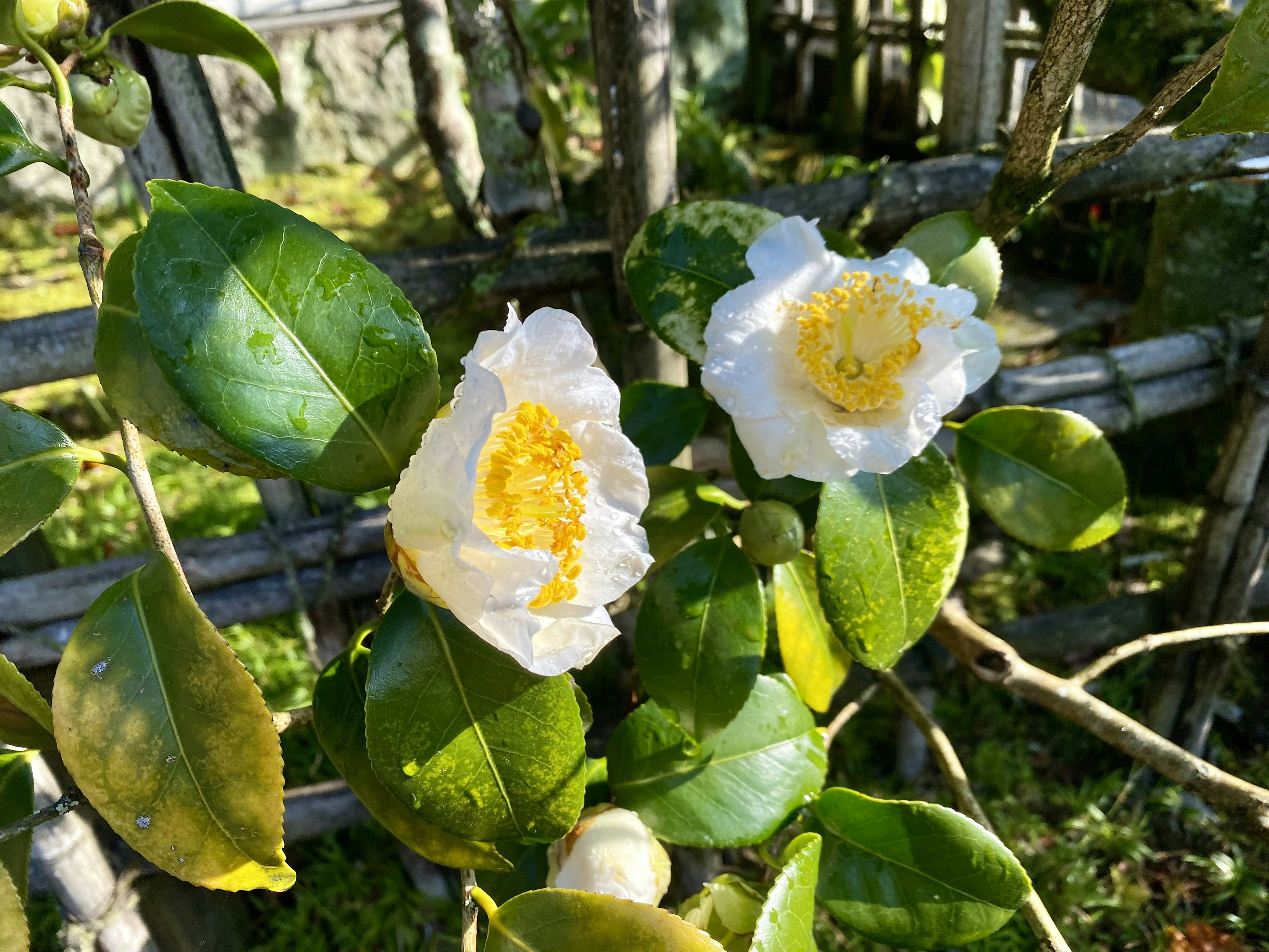 Nahaufnahme einer Kamelienpflanze mit weißen Blüten und grünen Blättern