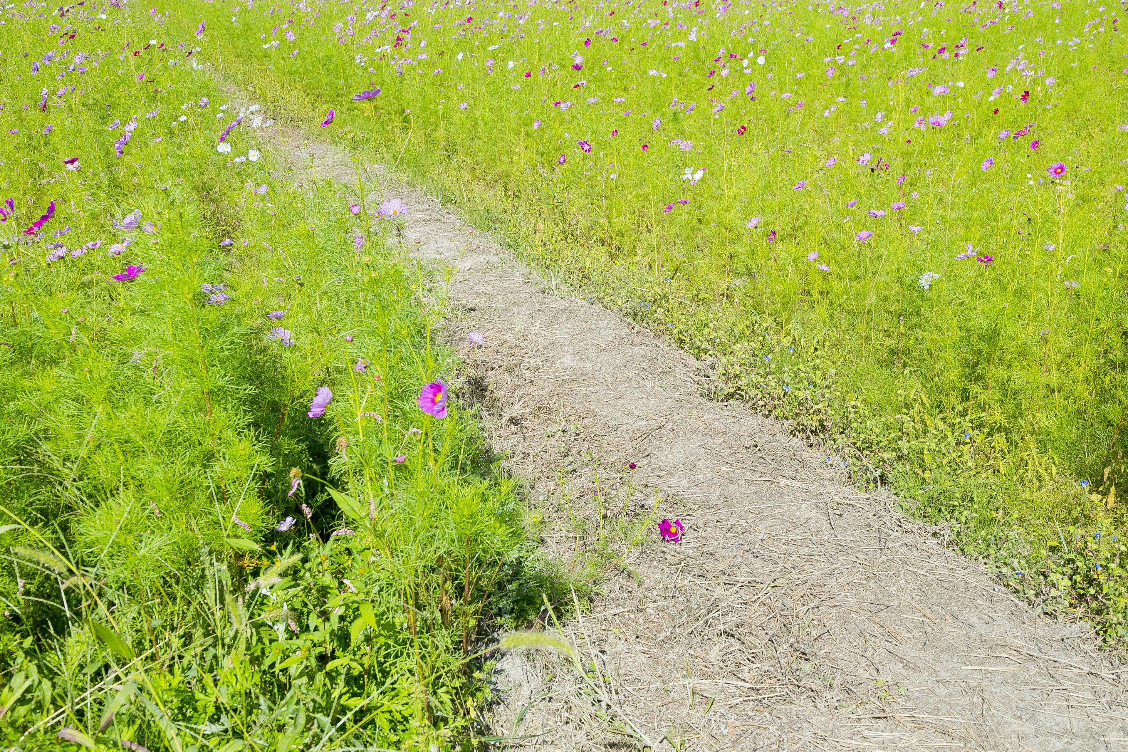 Pathway through a vibrant green field with colorful flowers