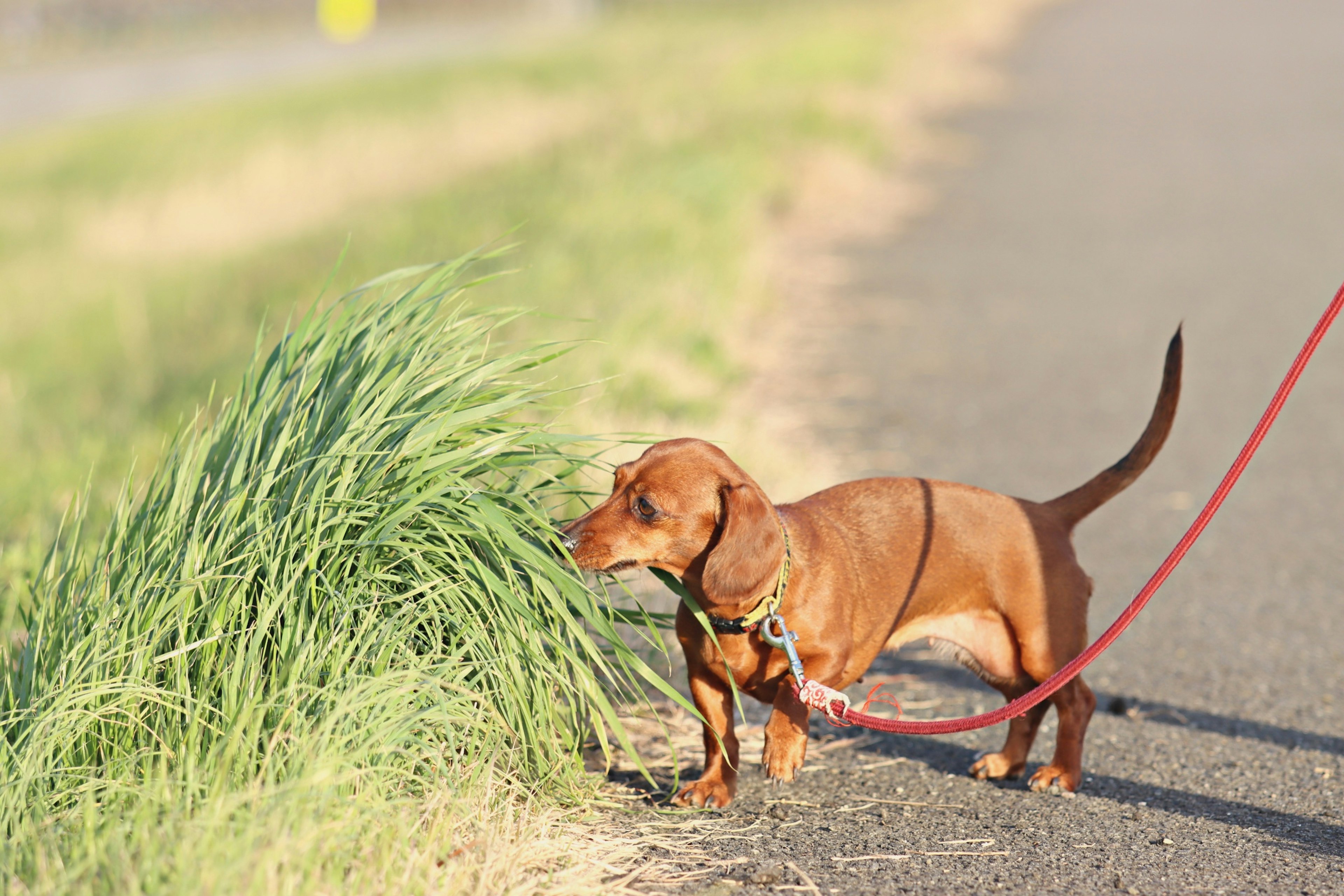 Dachshund coklat mencium rumput saat berjalan