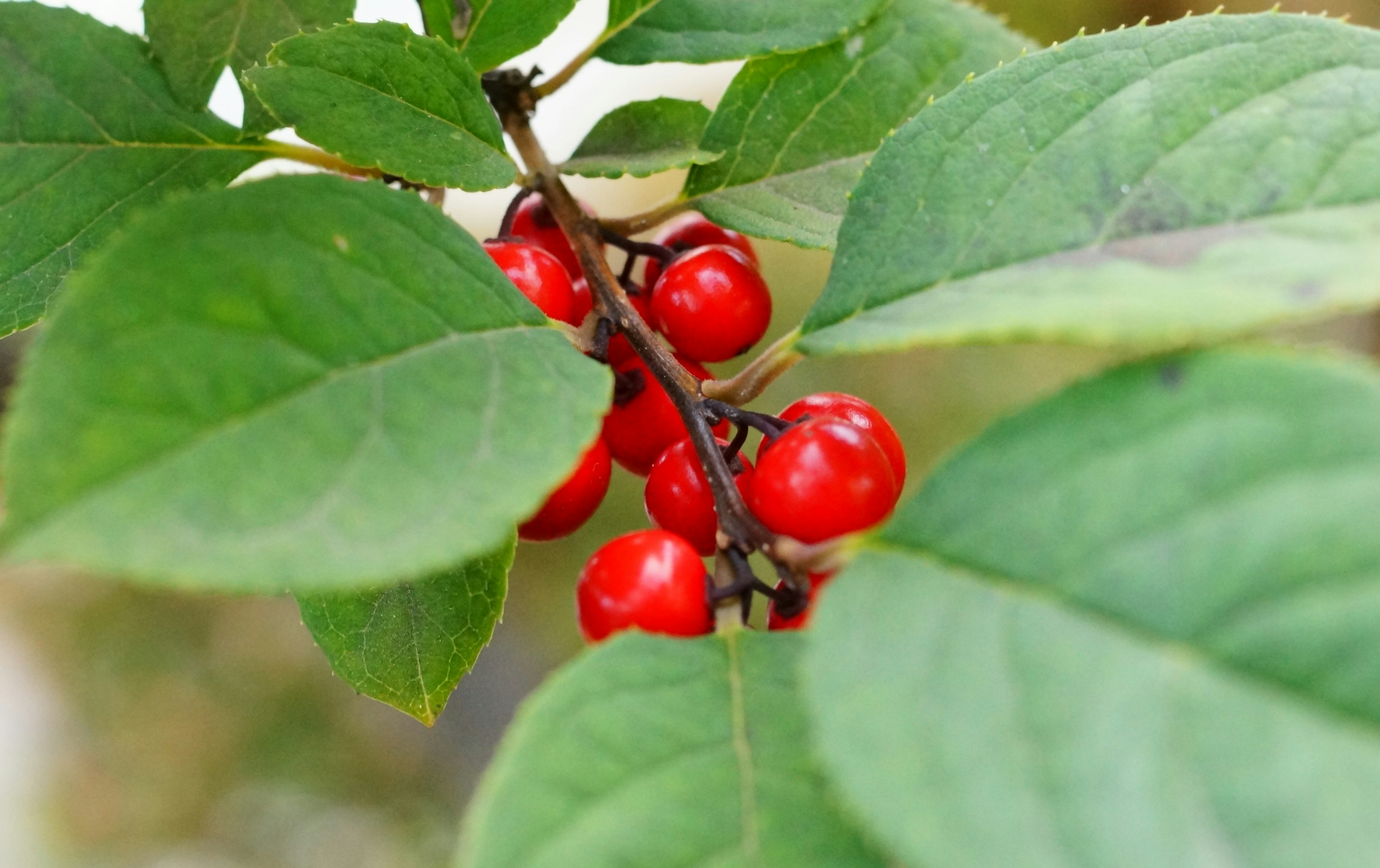 Primer plano de una planta con bayas rojas brillantes y hojas verdes