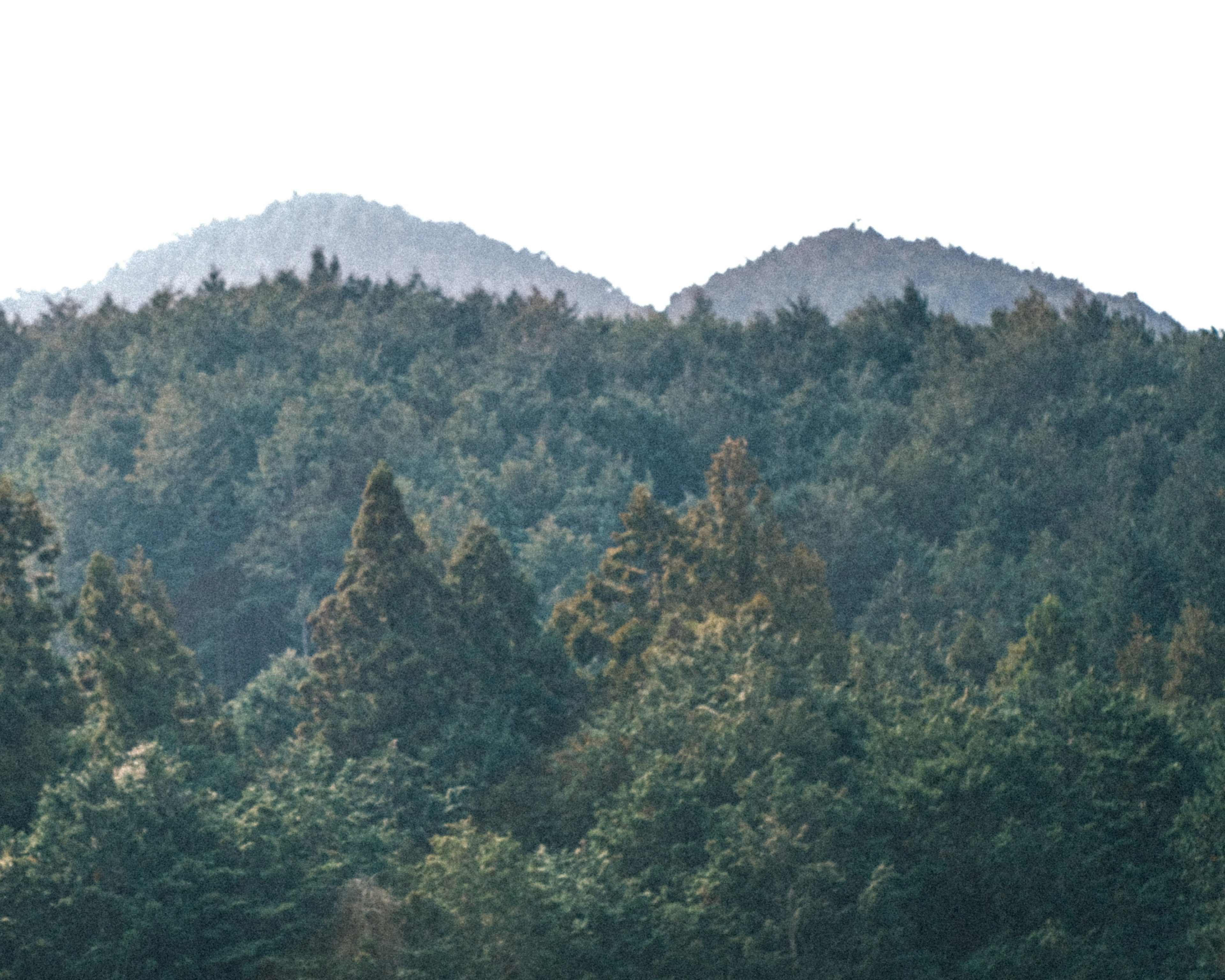 緑豊かな森林と山々の風景