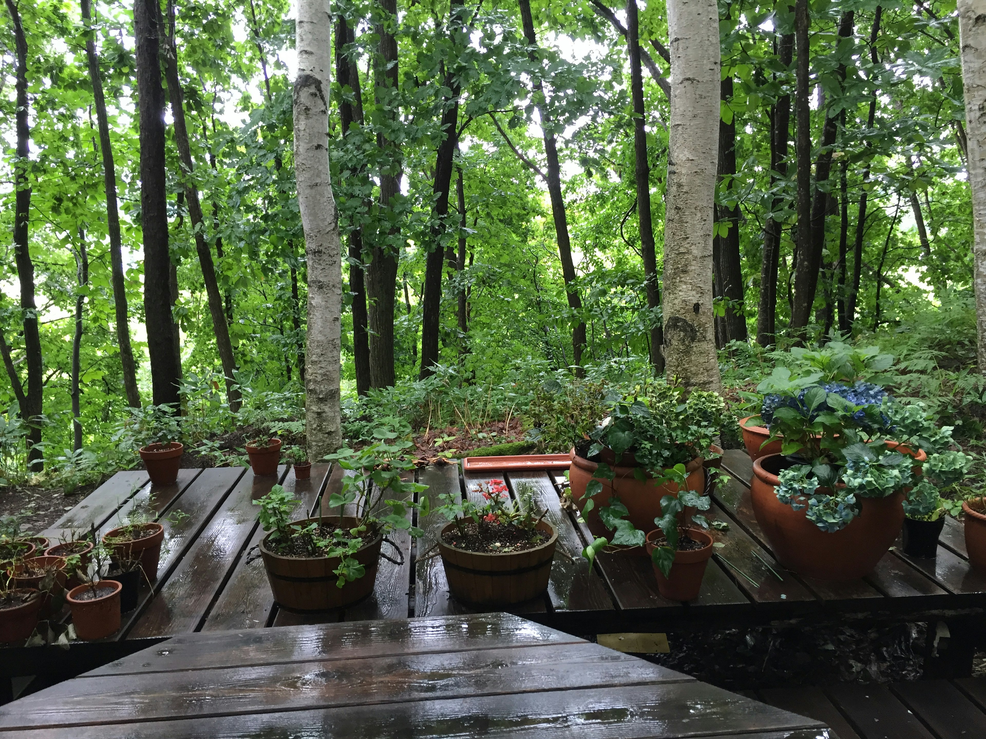 Wooden terrace surrounded by lush greenery and potted plants in a forest