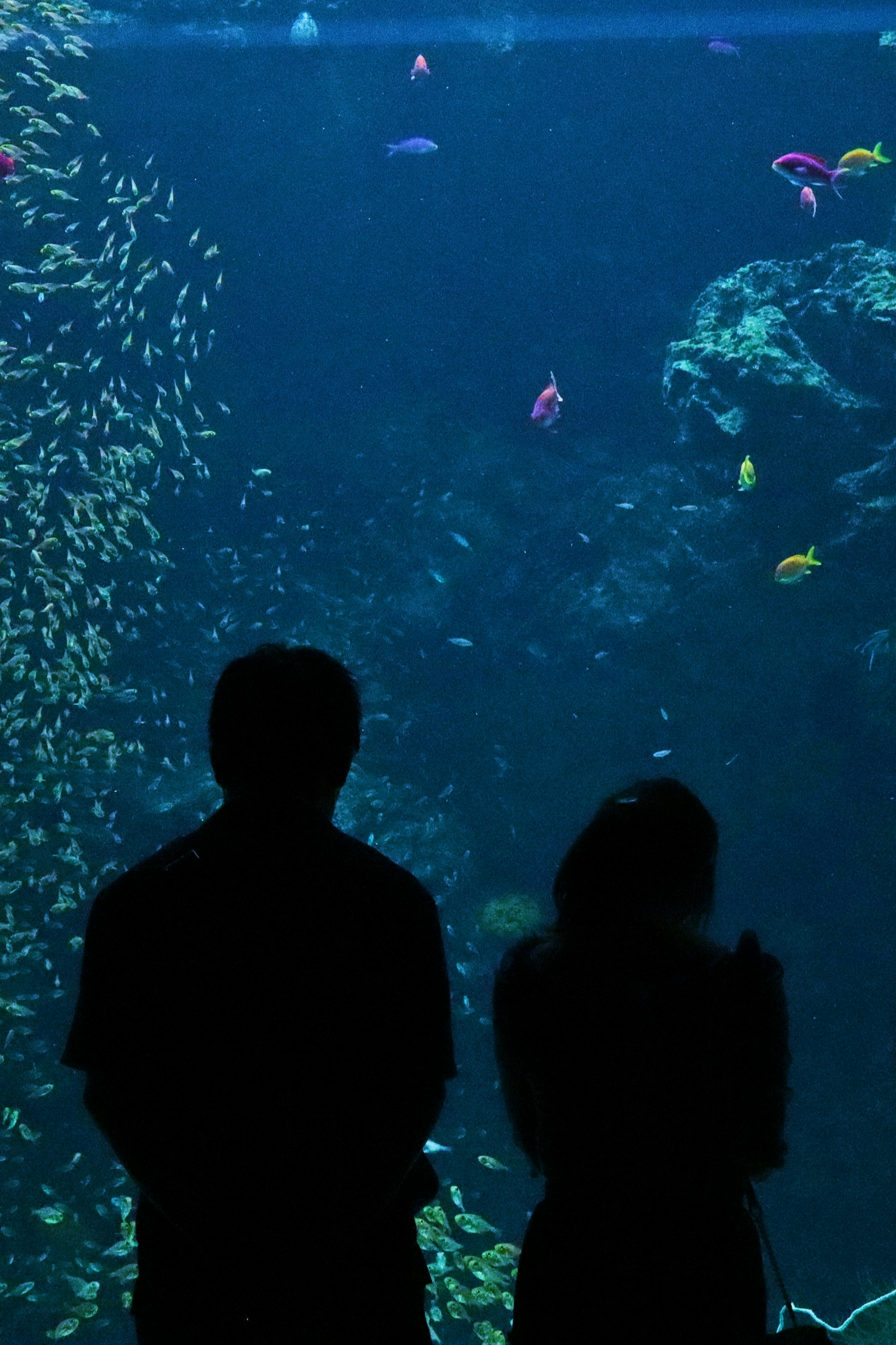 Silhouette di una coppia che osserva i pesci in un acquario