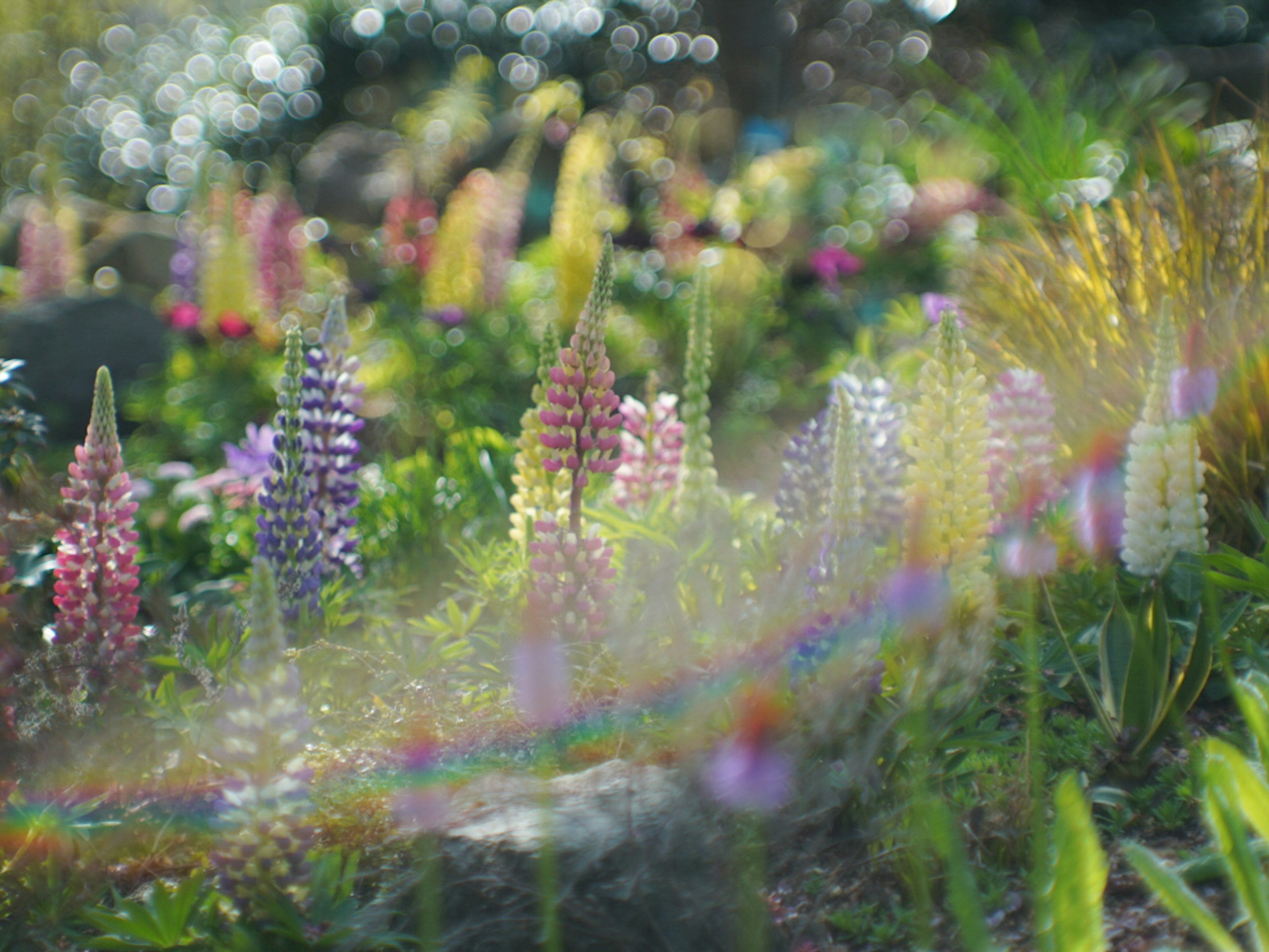 Bunte Lupinen blühen in einer Gartenlandschaft