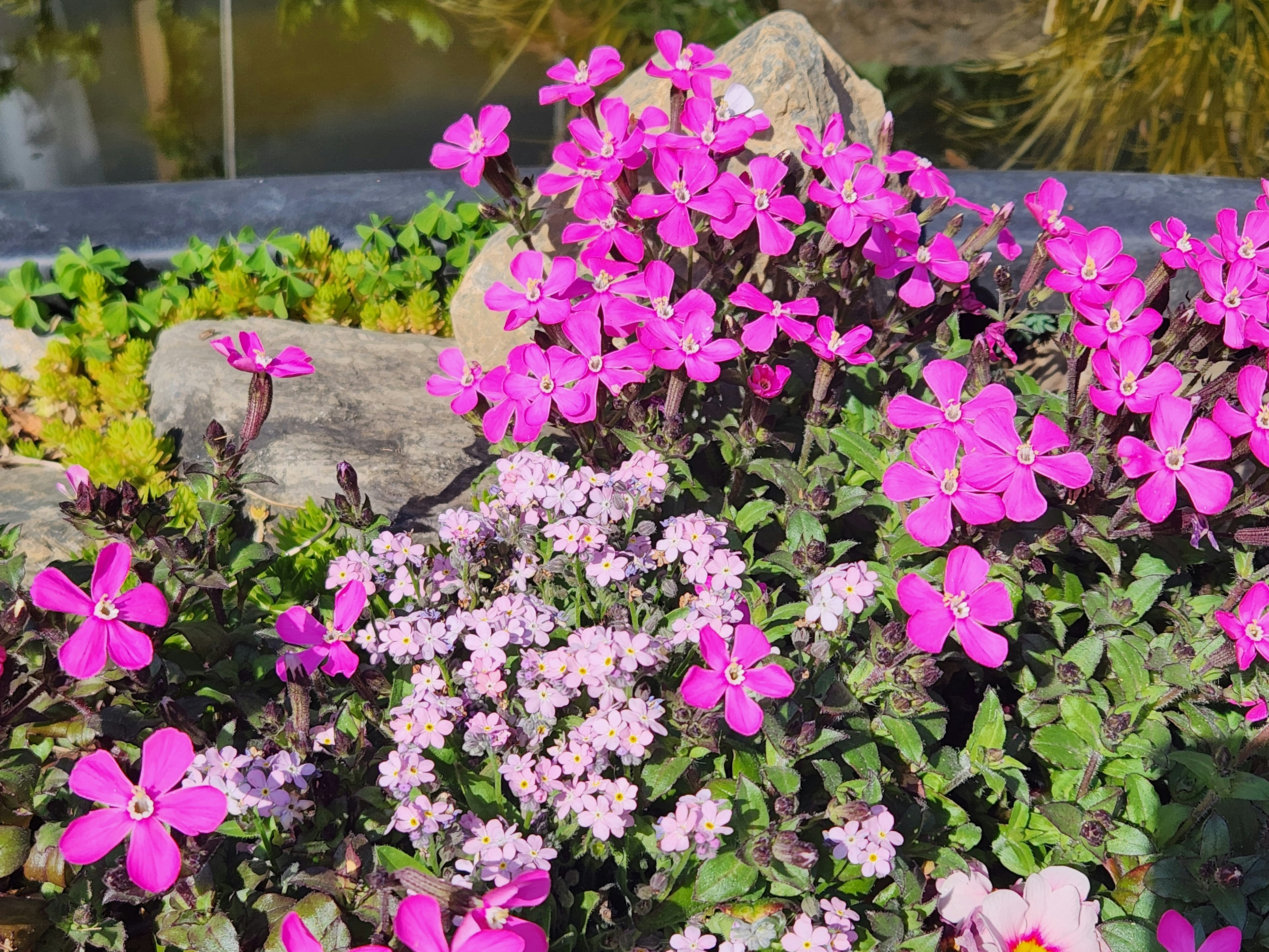 色とりどりの花が咲いている庭の景色