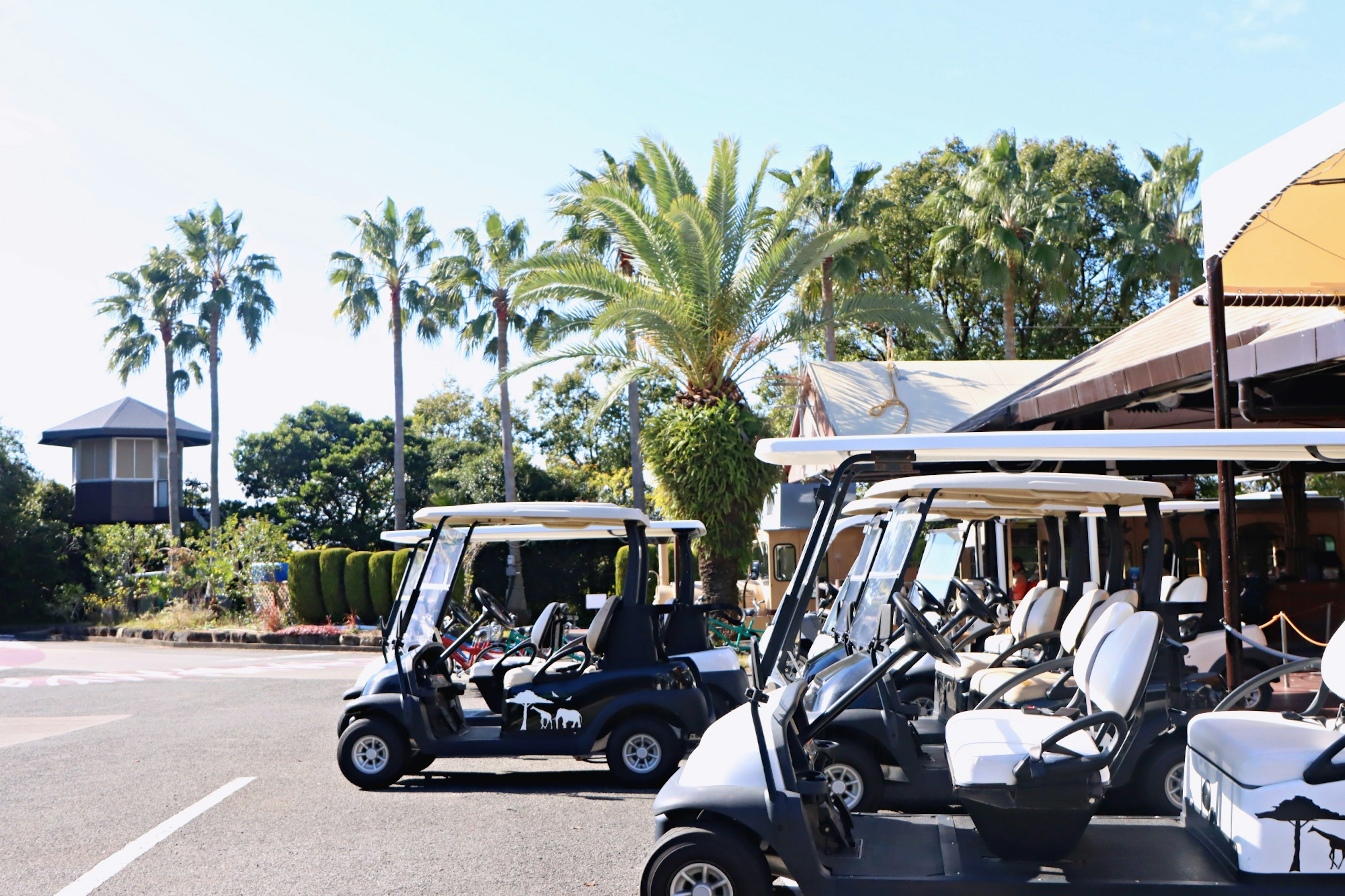 Voitures de golf alignées dans un cadre de station avec des palmiers et un ciel bleu clair