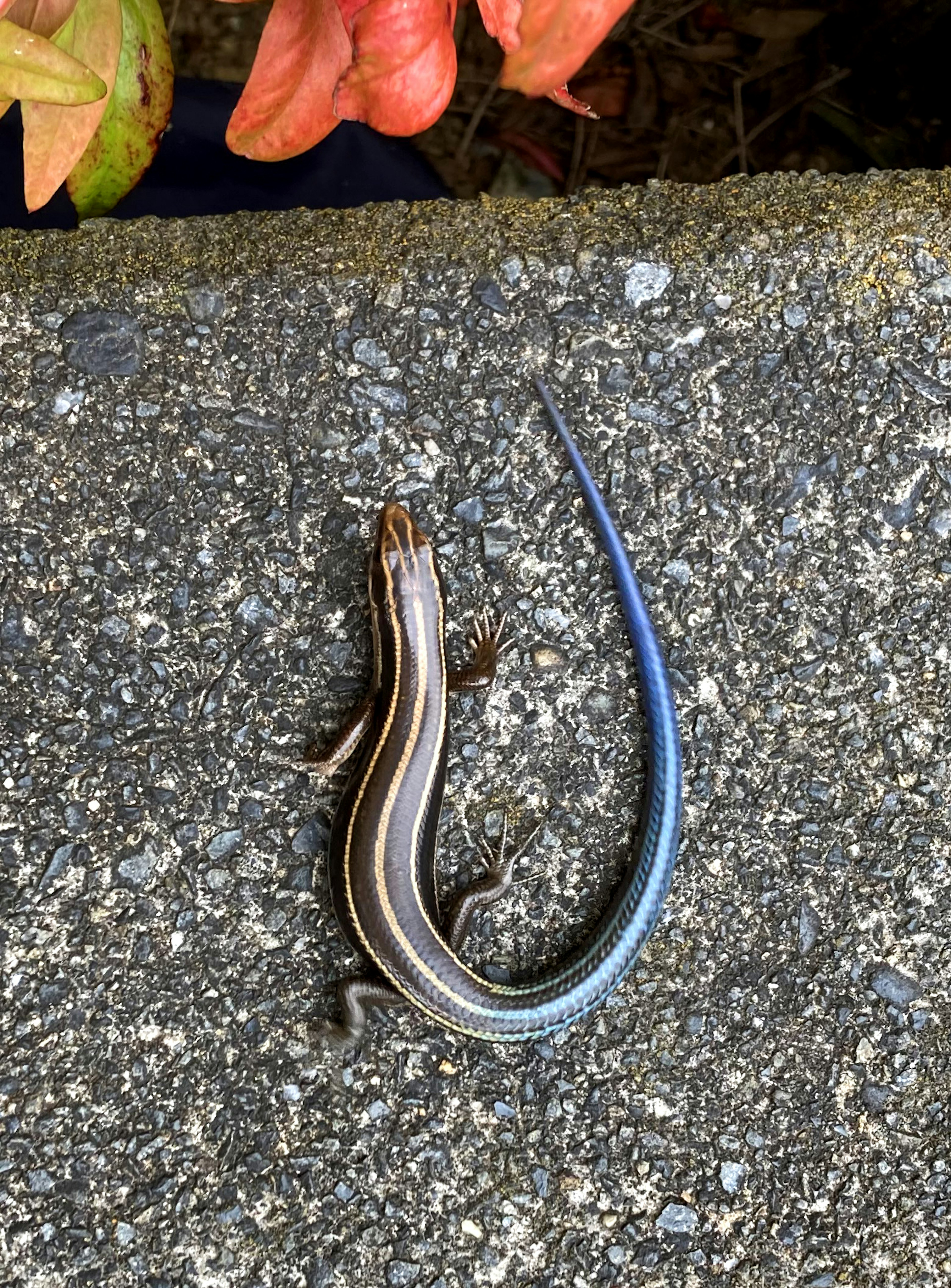 Side view of a skink with a blue tail resting on a stone