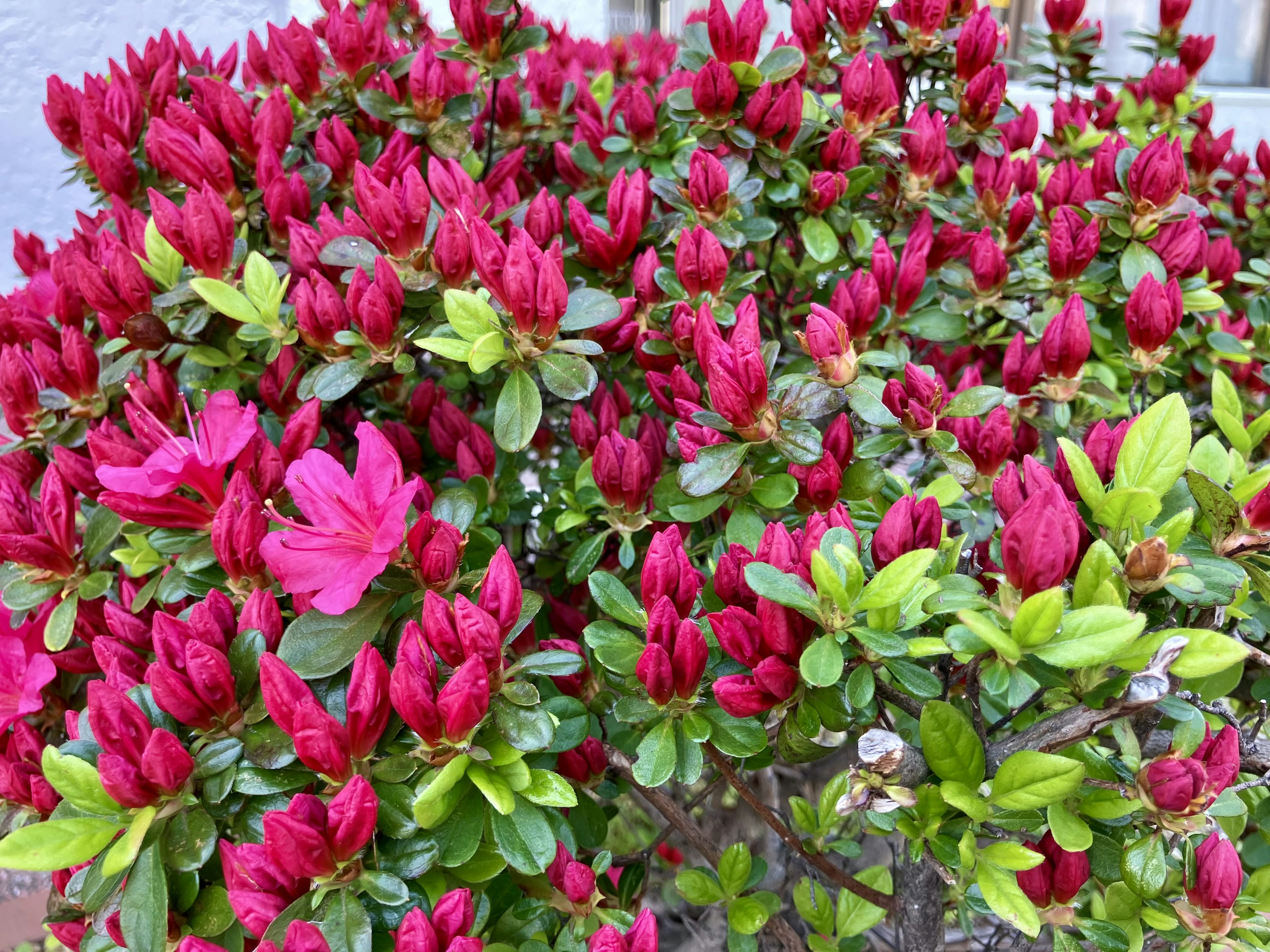 Flores de azalea rosa vibrante con hojas verdes exuberantes