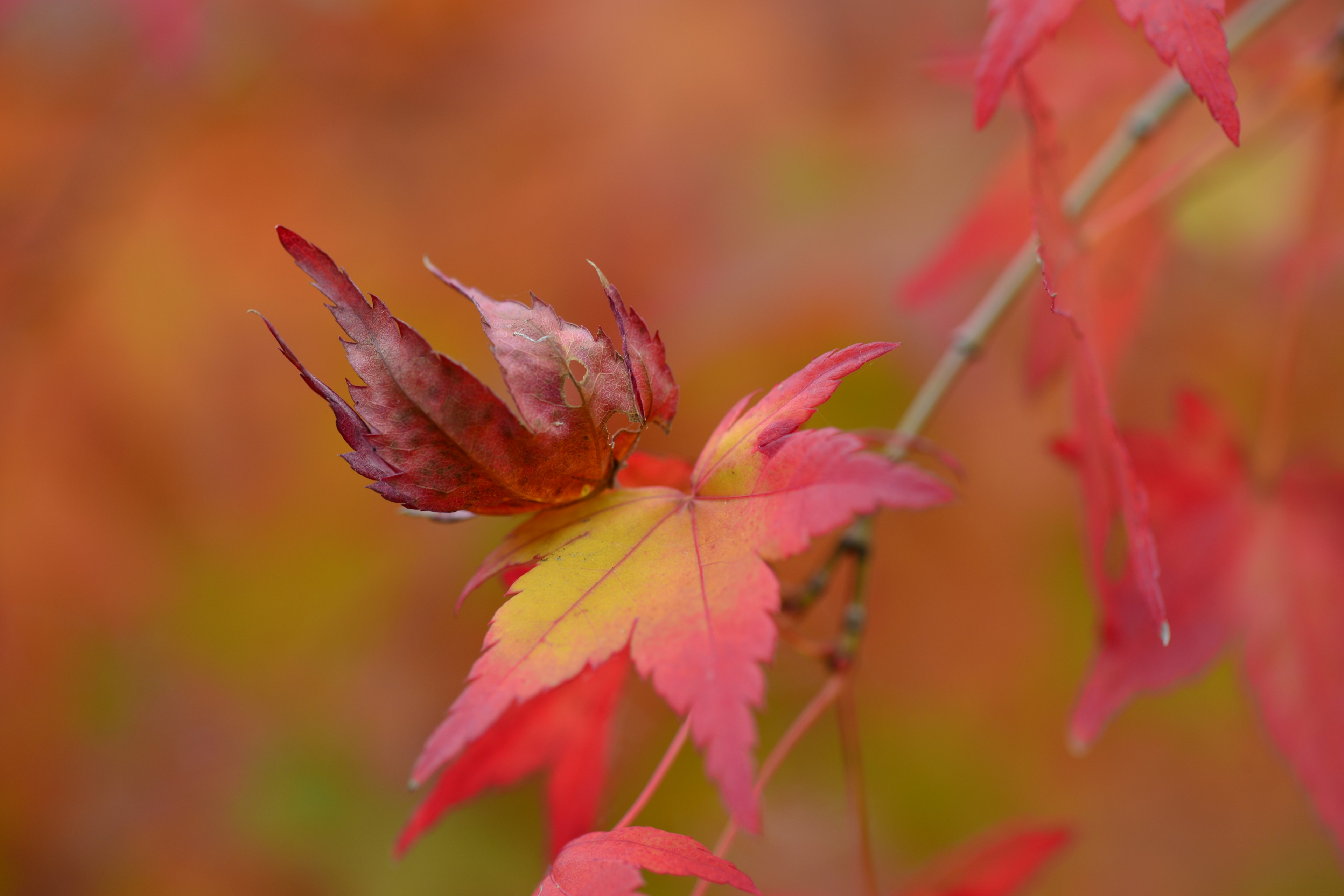 Primo piano di foglie di acero rosse vivaci in autunno