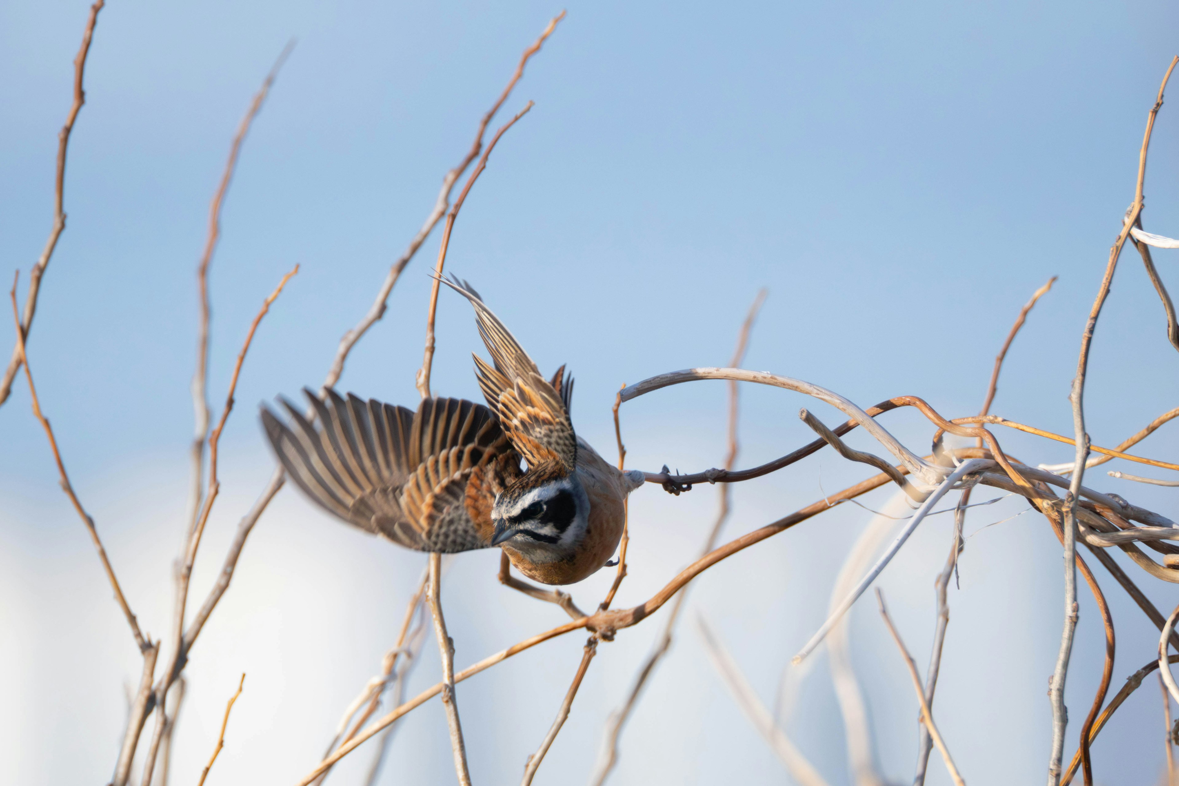 A small bird perched on a branch with a beautiful blue sky in the background