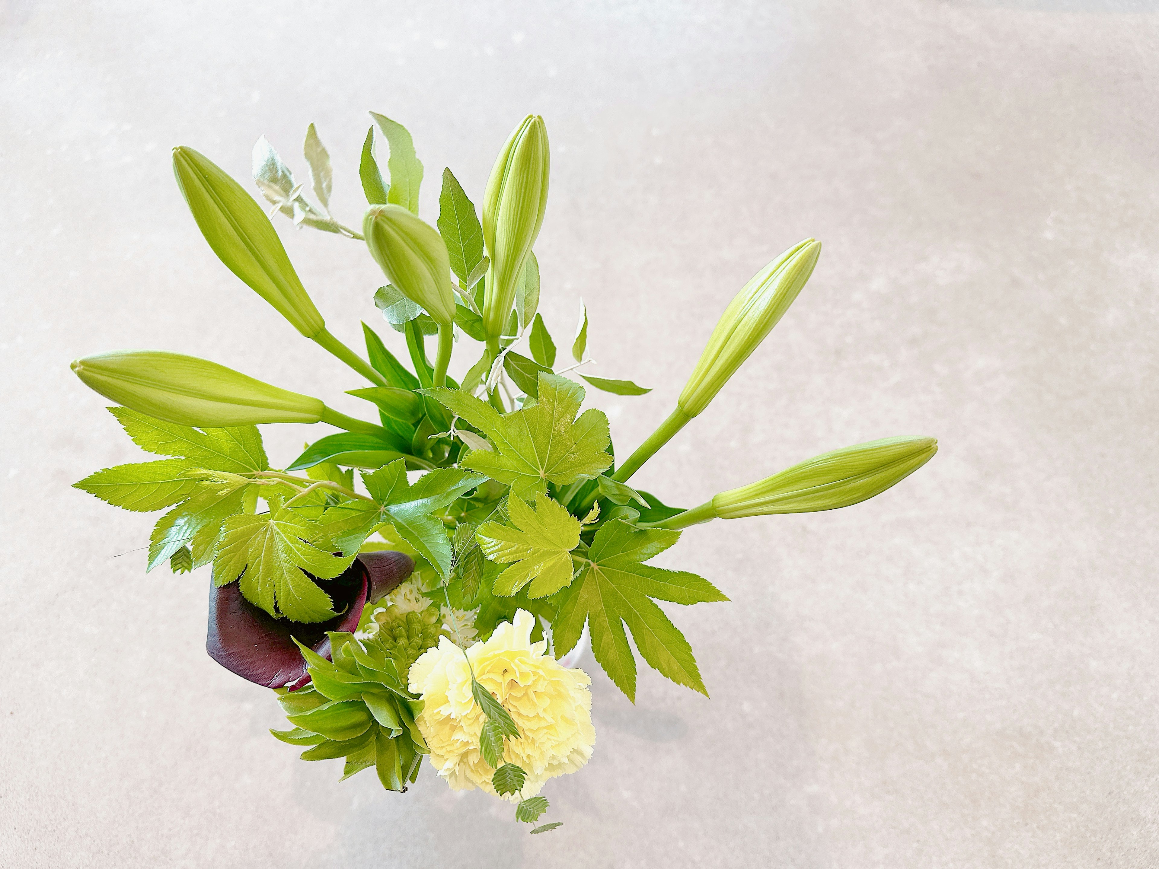 緑の葉と黄色の花が特徴的な植物の上からの視点