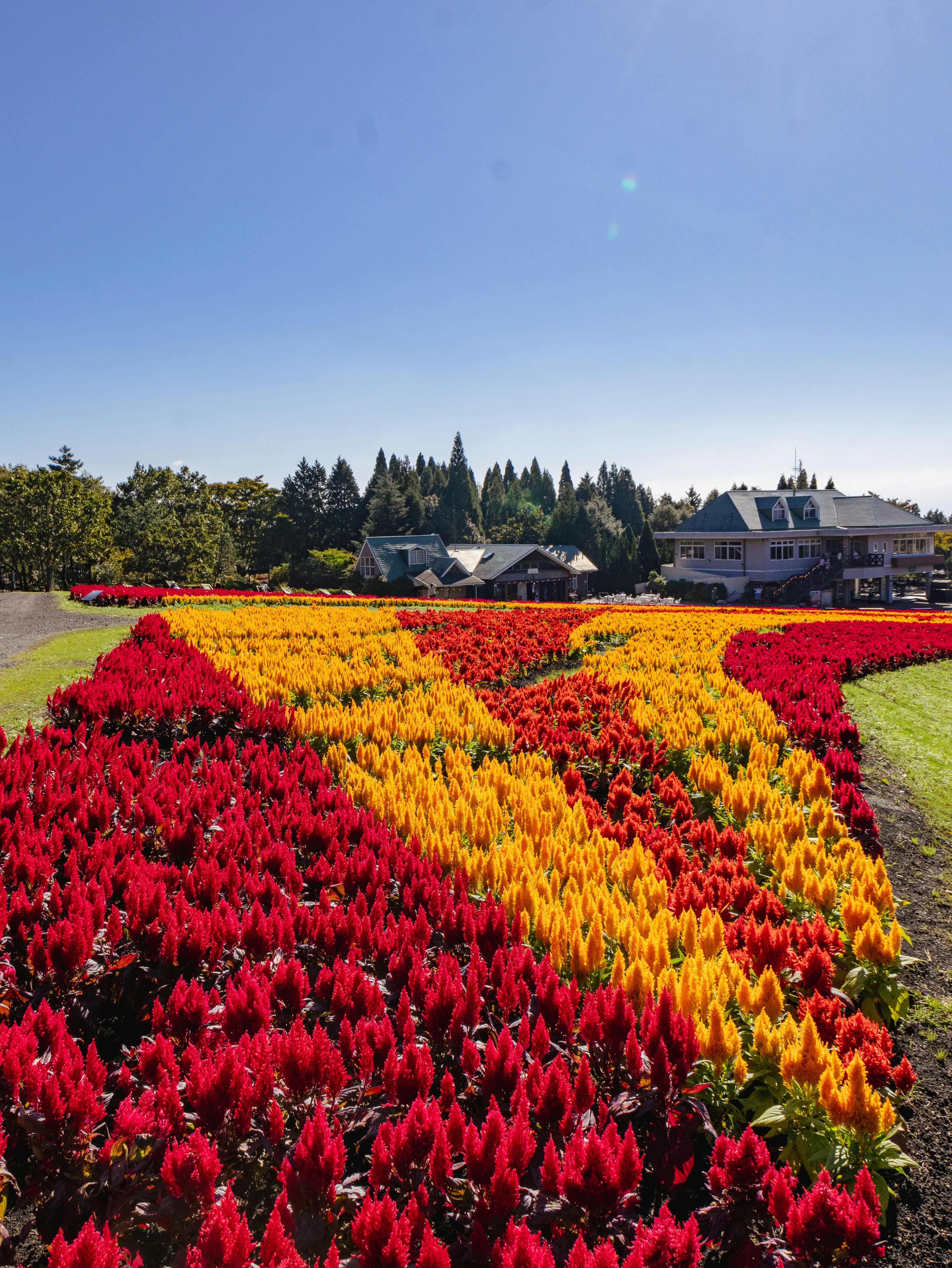 Jardin de fleurs vibrant avec des fleurs rouges et jaunes