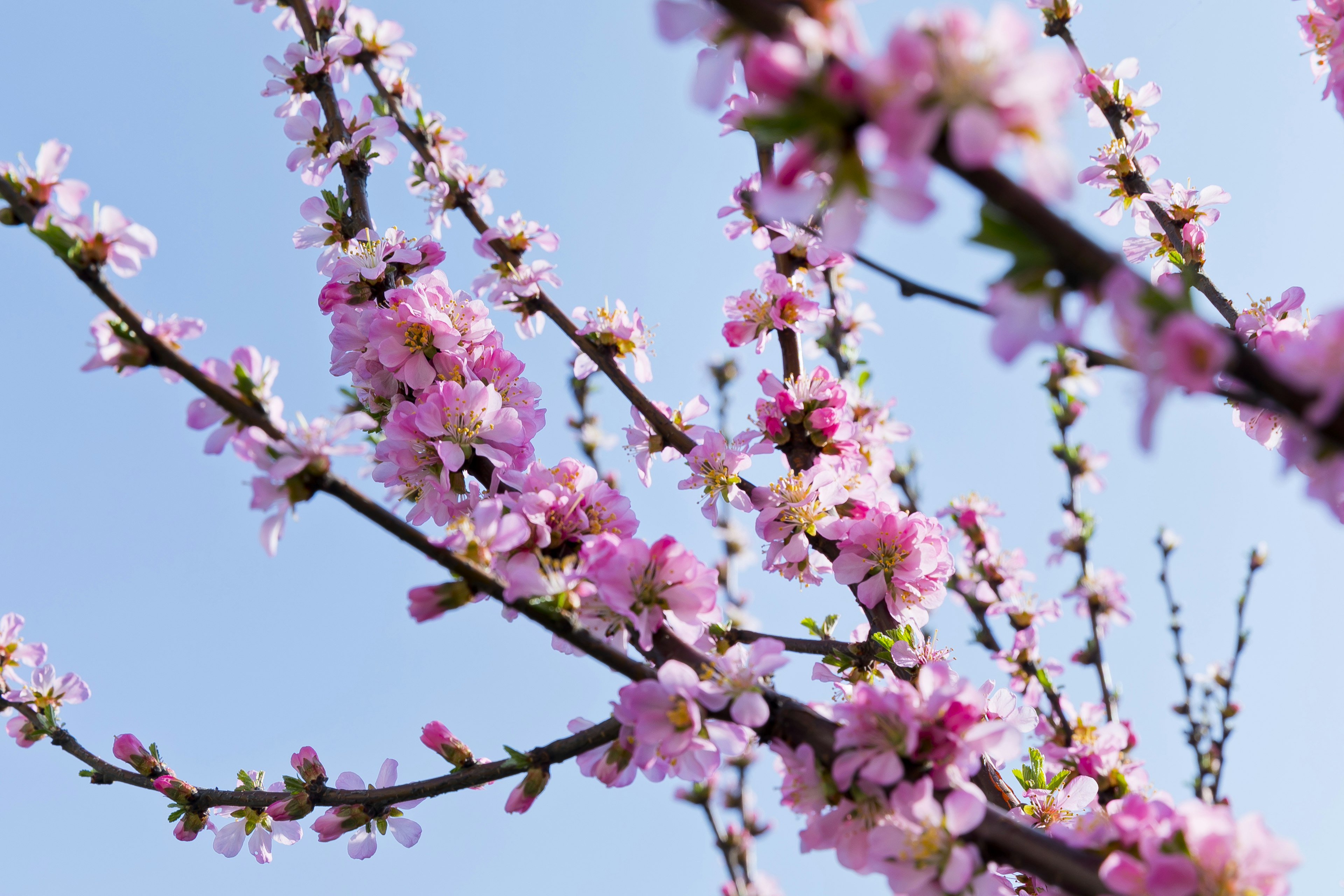 Delicate fiori rosa che fioriscono sotto un cielo blu