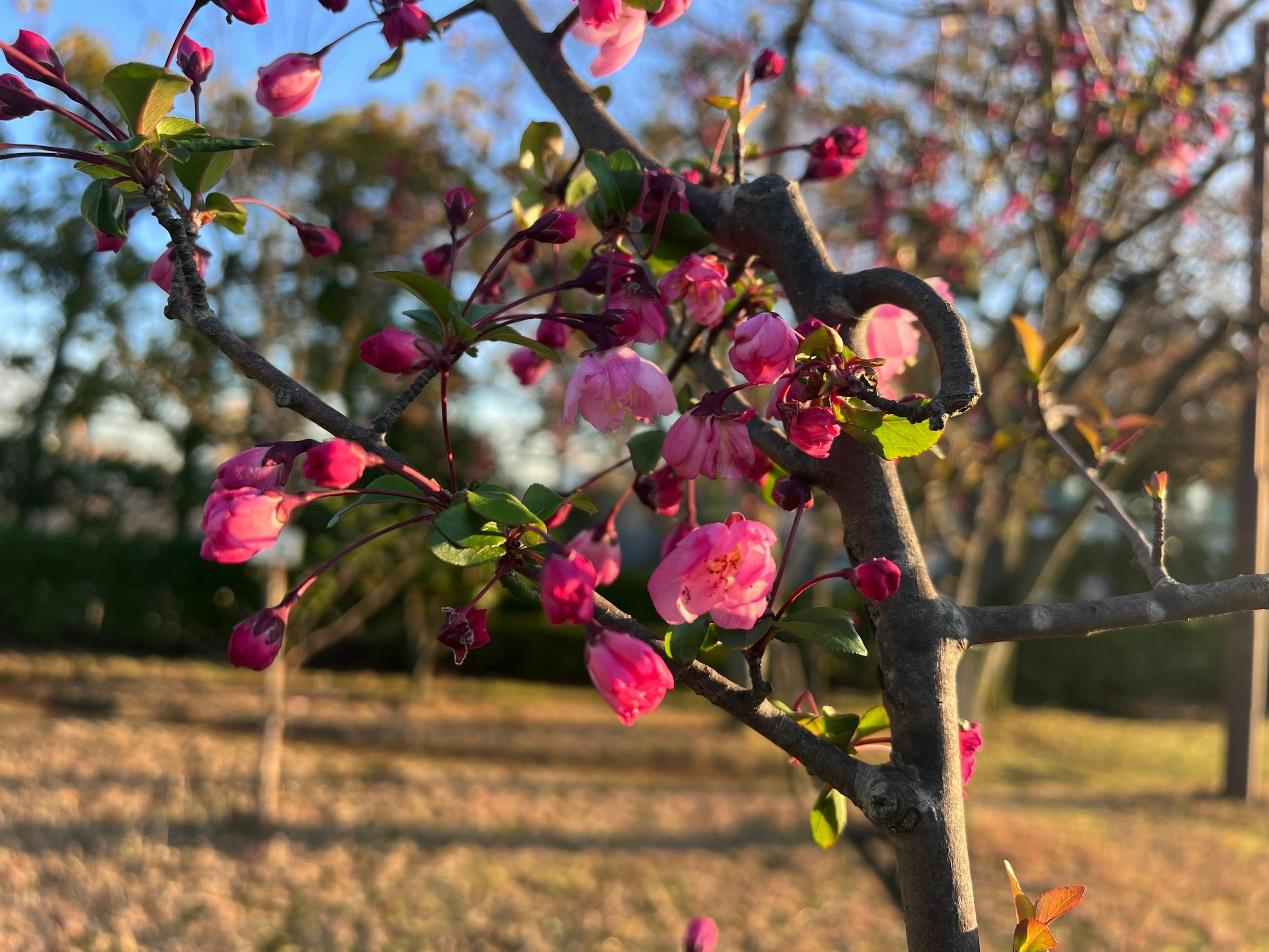 Zweig eines Baumes mit rosa Blüten und sanftem Licht