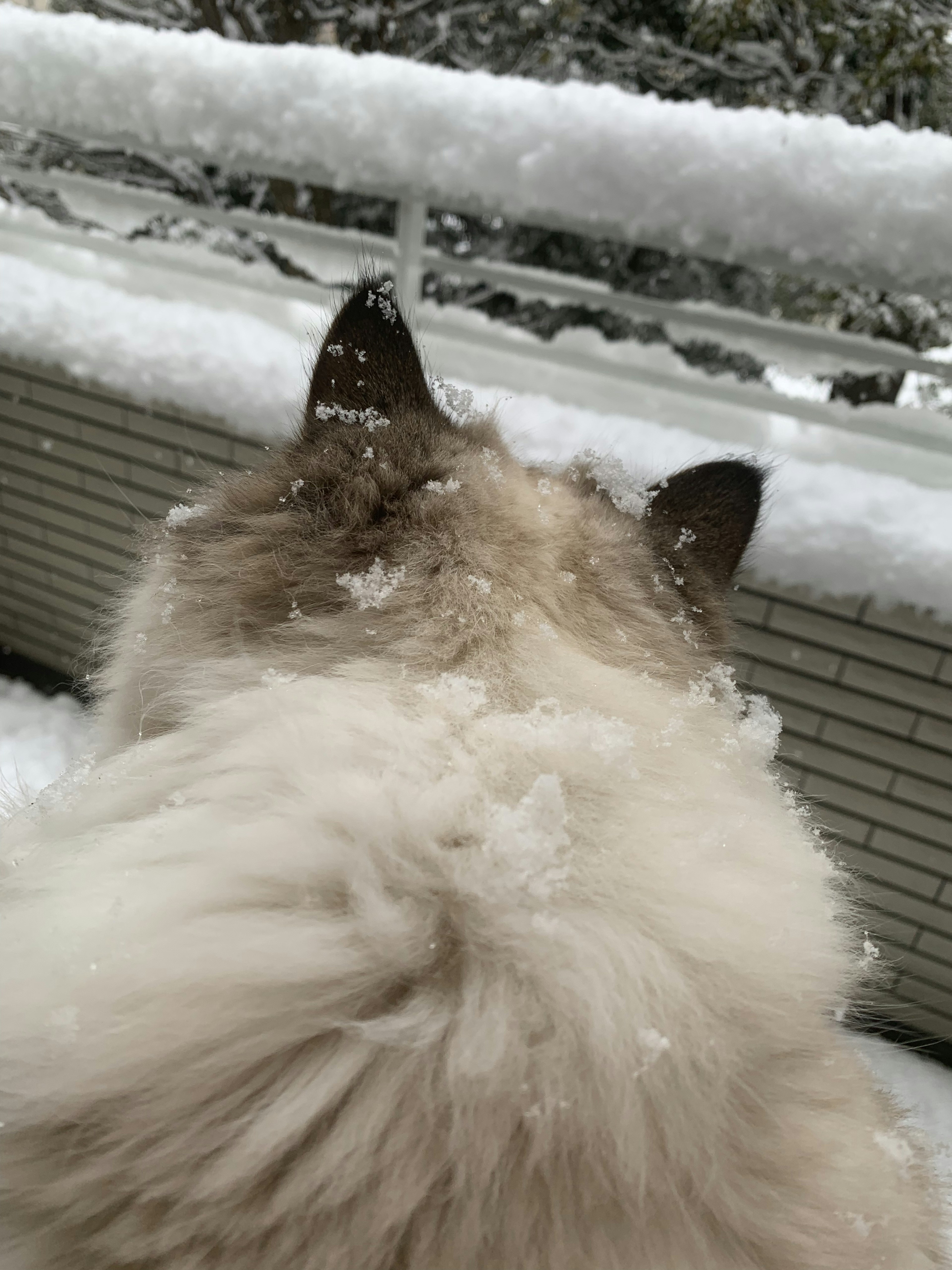 Flauschige Katze schaut auf den schneebedeckten Balkon