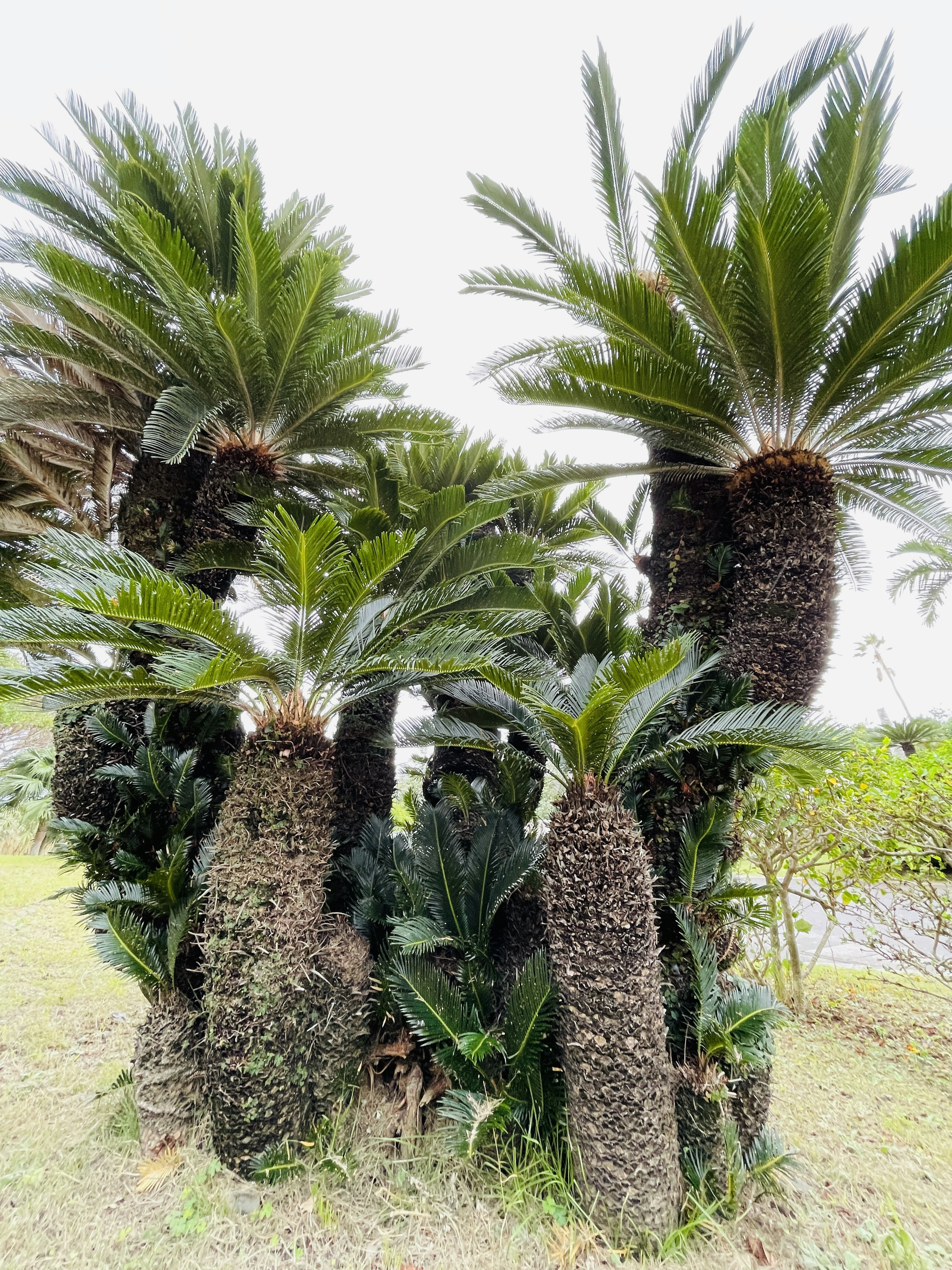 Groupe de cycas avec des frondes vertes luxuriantes