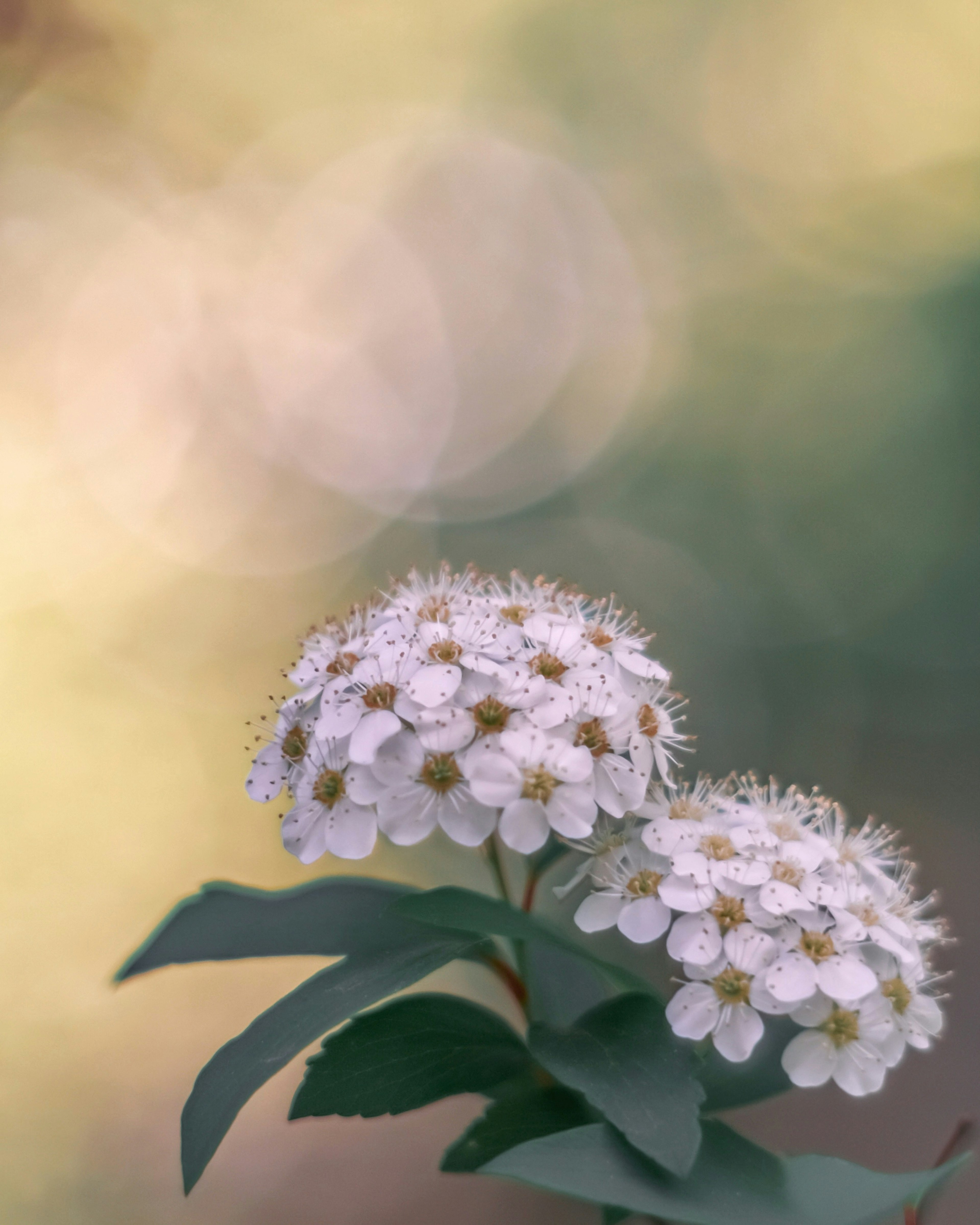 Fiori bianchi delicati con foglie verdi su uno sfondo morbido