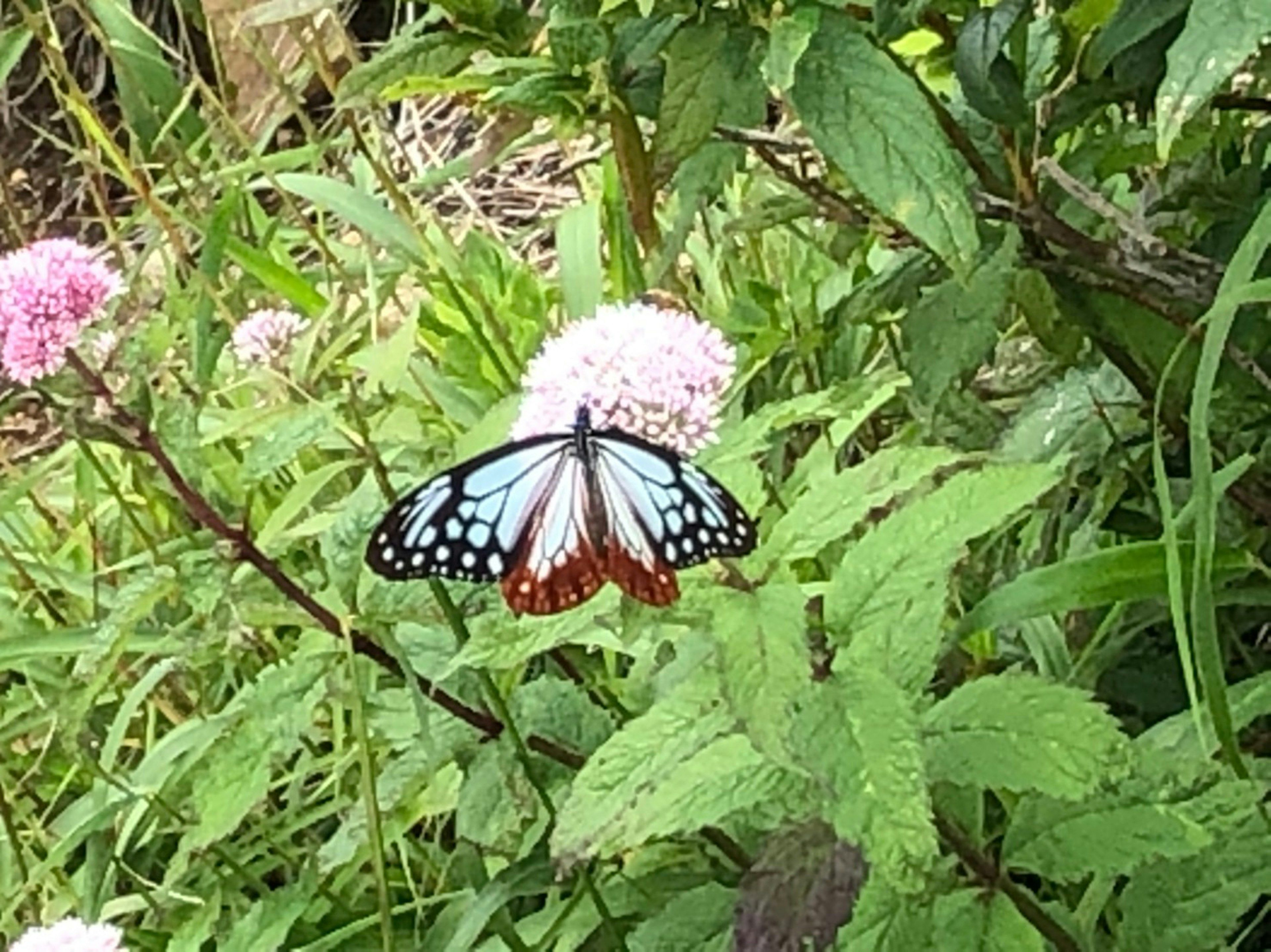 青と黒の模様を持つ蝶がピンクの花の上に止まっている