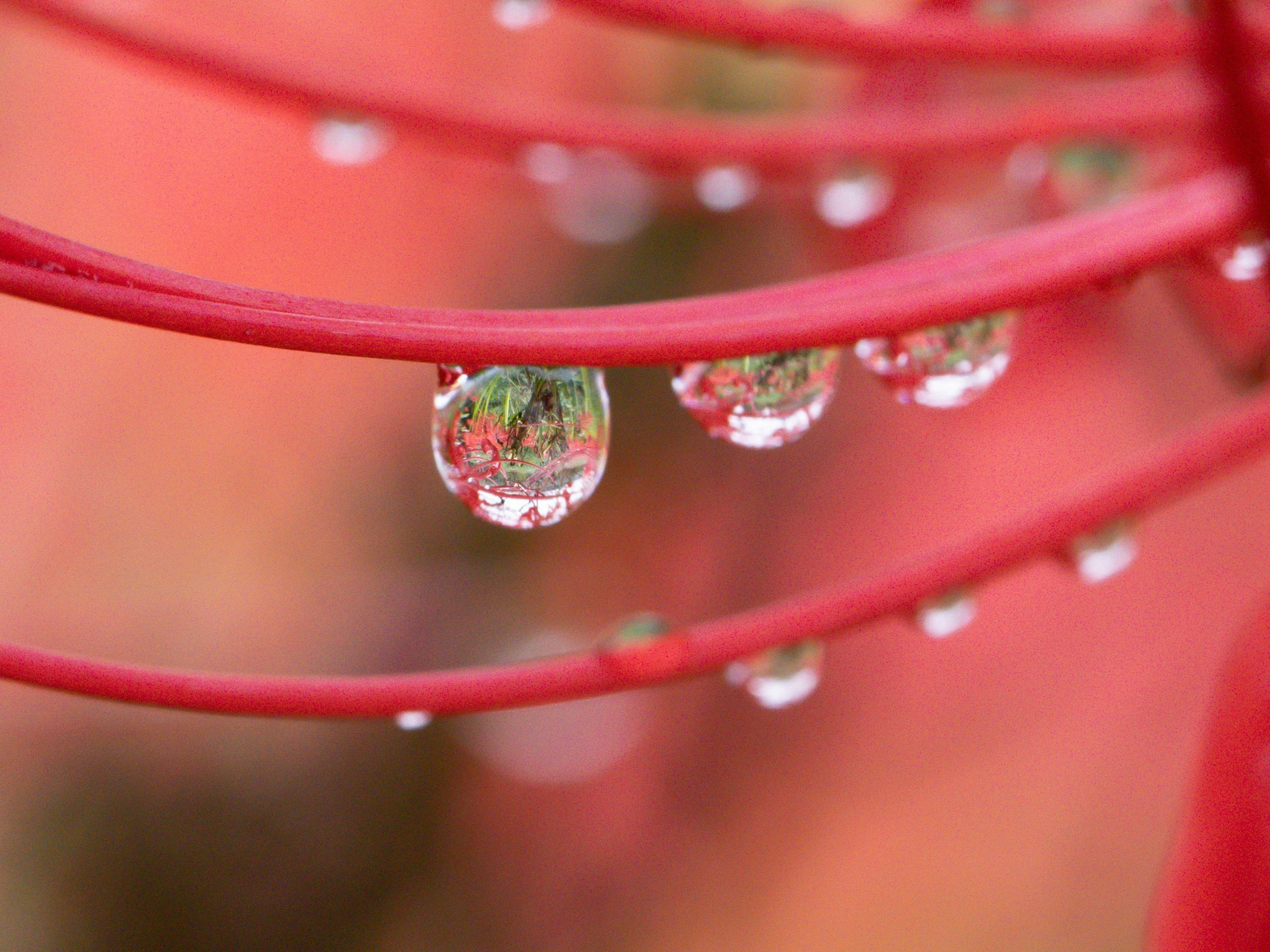 Primer plano de gotas de agua en tallos de flores rojas