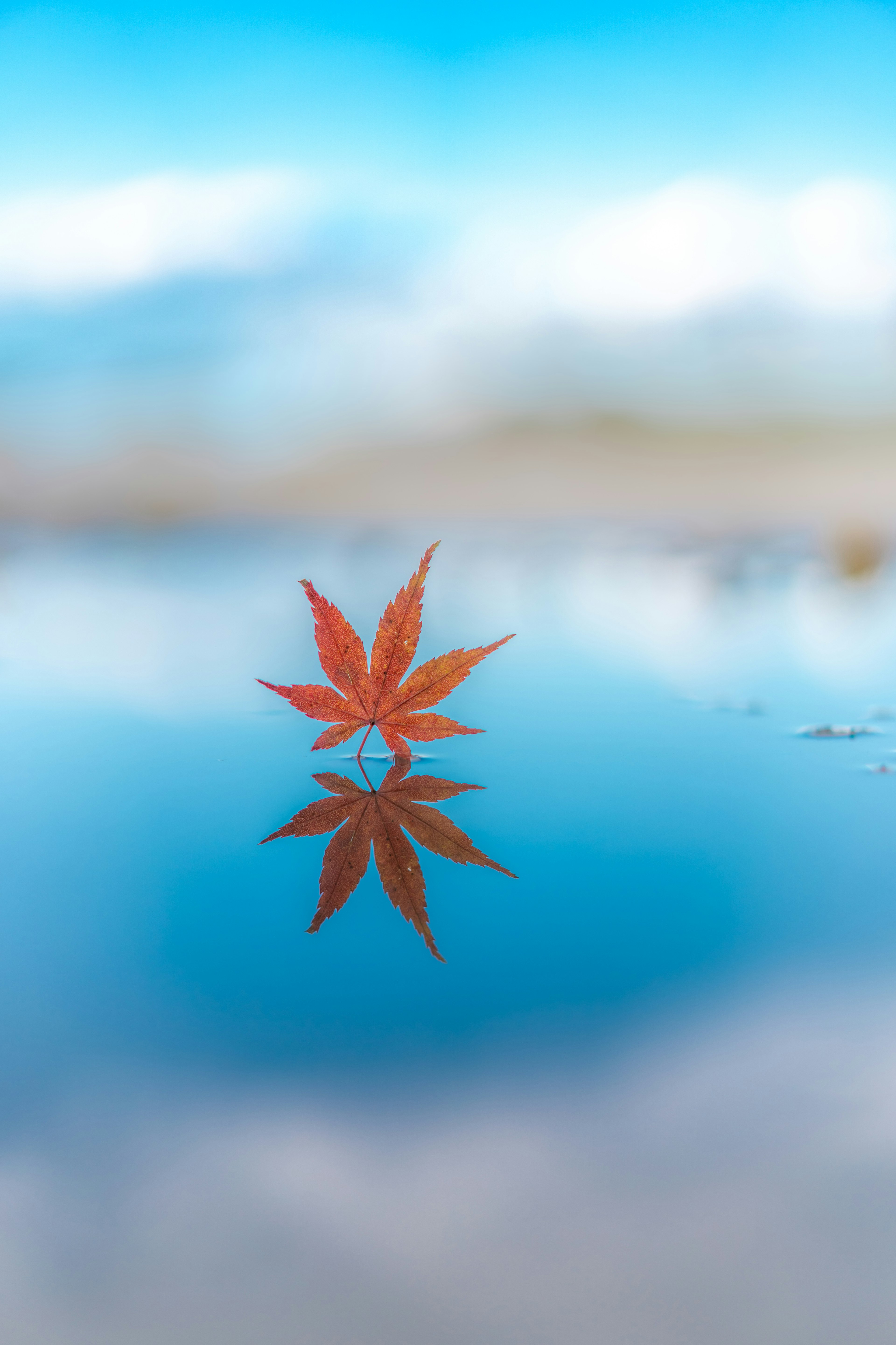 水面に浮かぶ赤い楓の葉と青い空