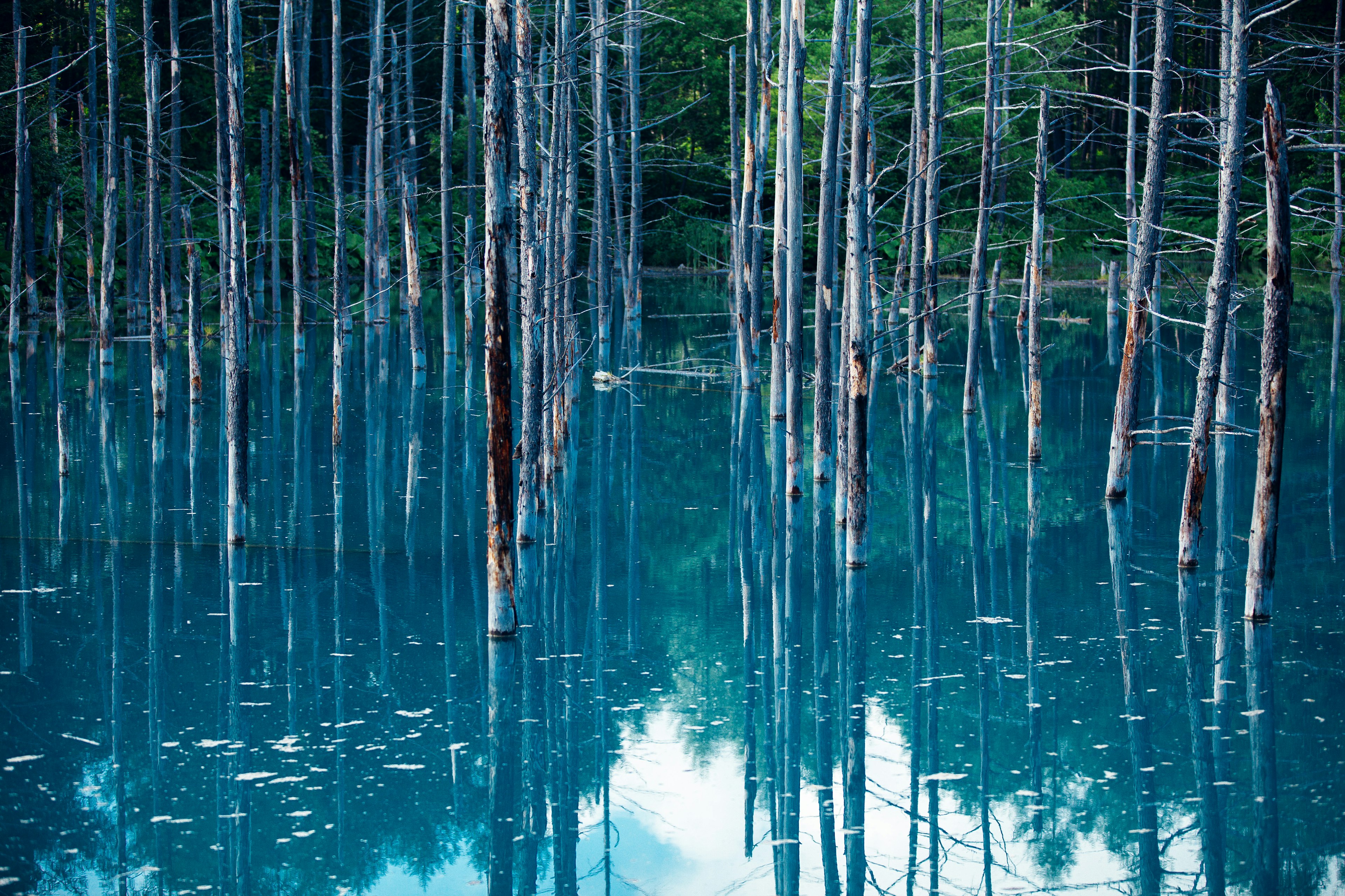 Reflection of trees on a serene blue water surface with dead trees