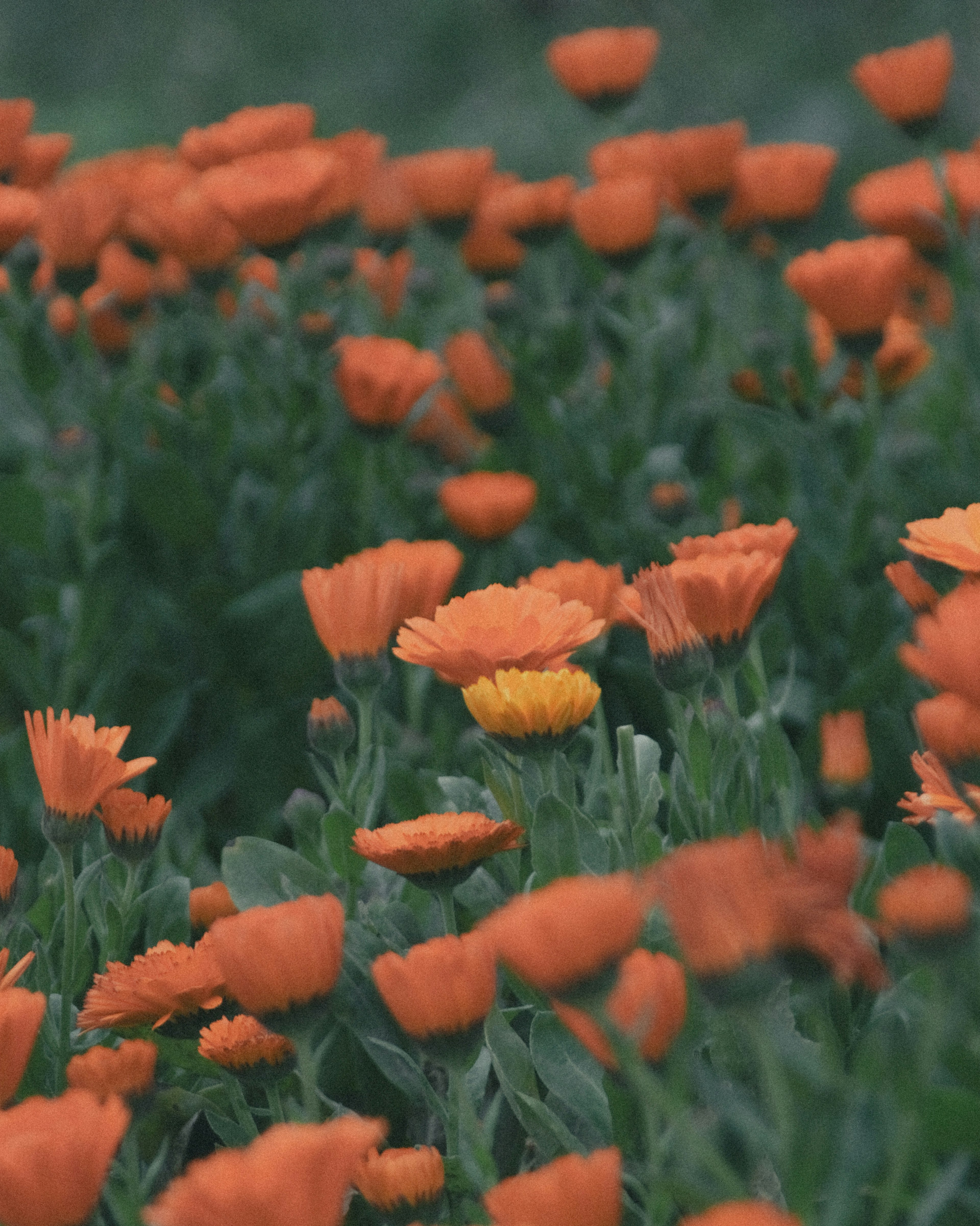 Campo de flores naranjas vibrantes con una sola flor amarilla destacándose