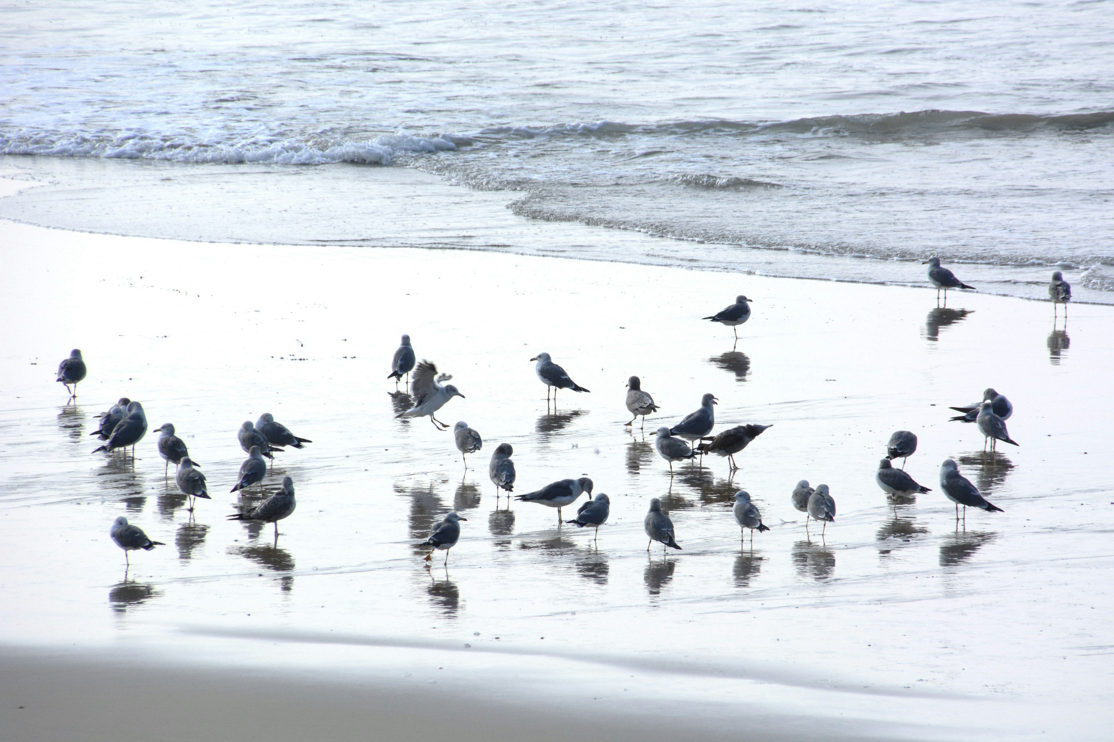 Sekelompok burung camar berkumpul di pantai dekat garis pantai