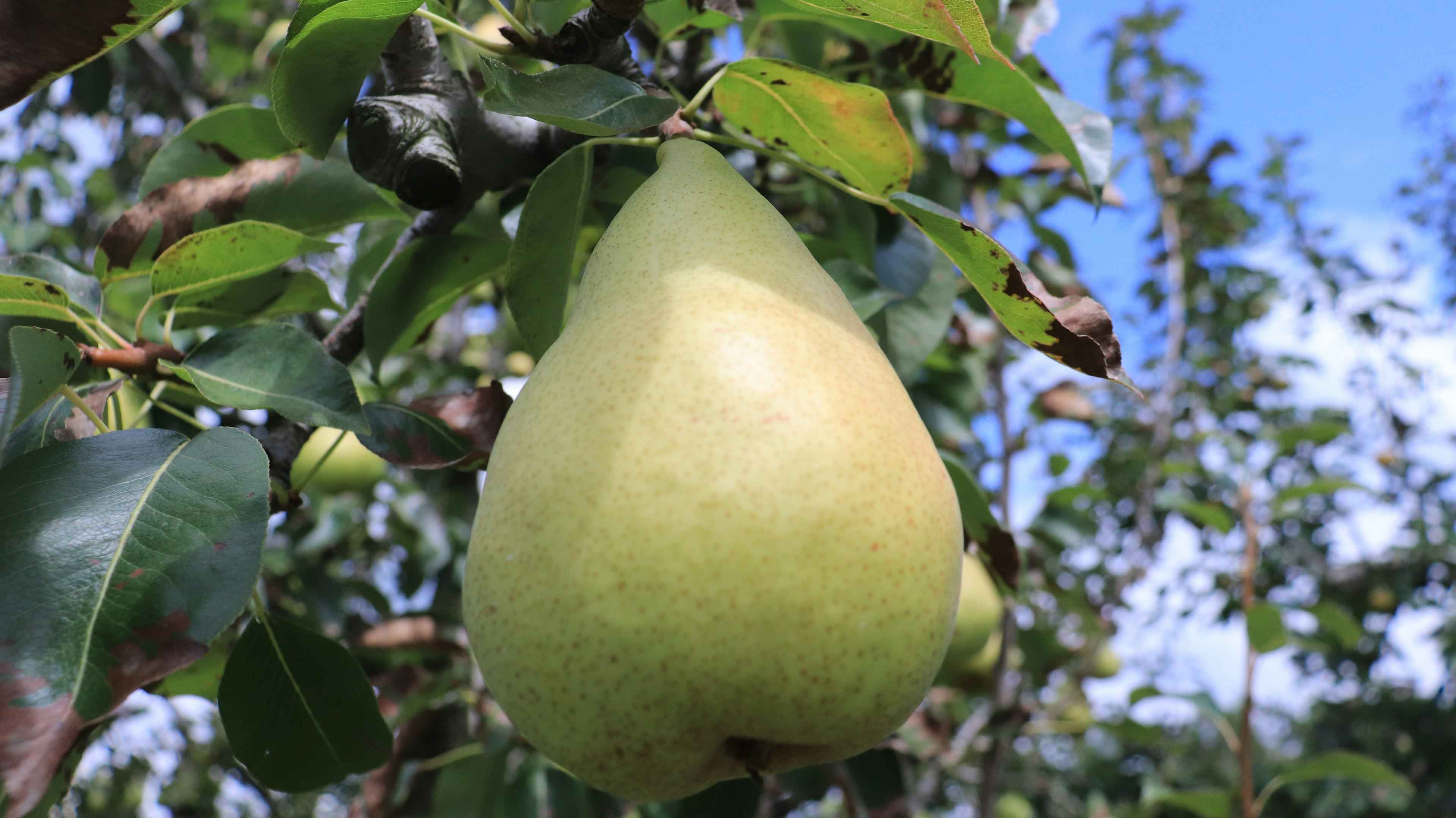 Poire verte suspendue à une branche d'arbre