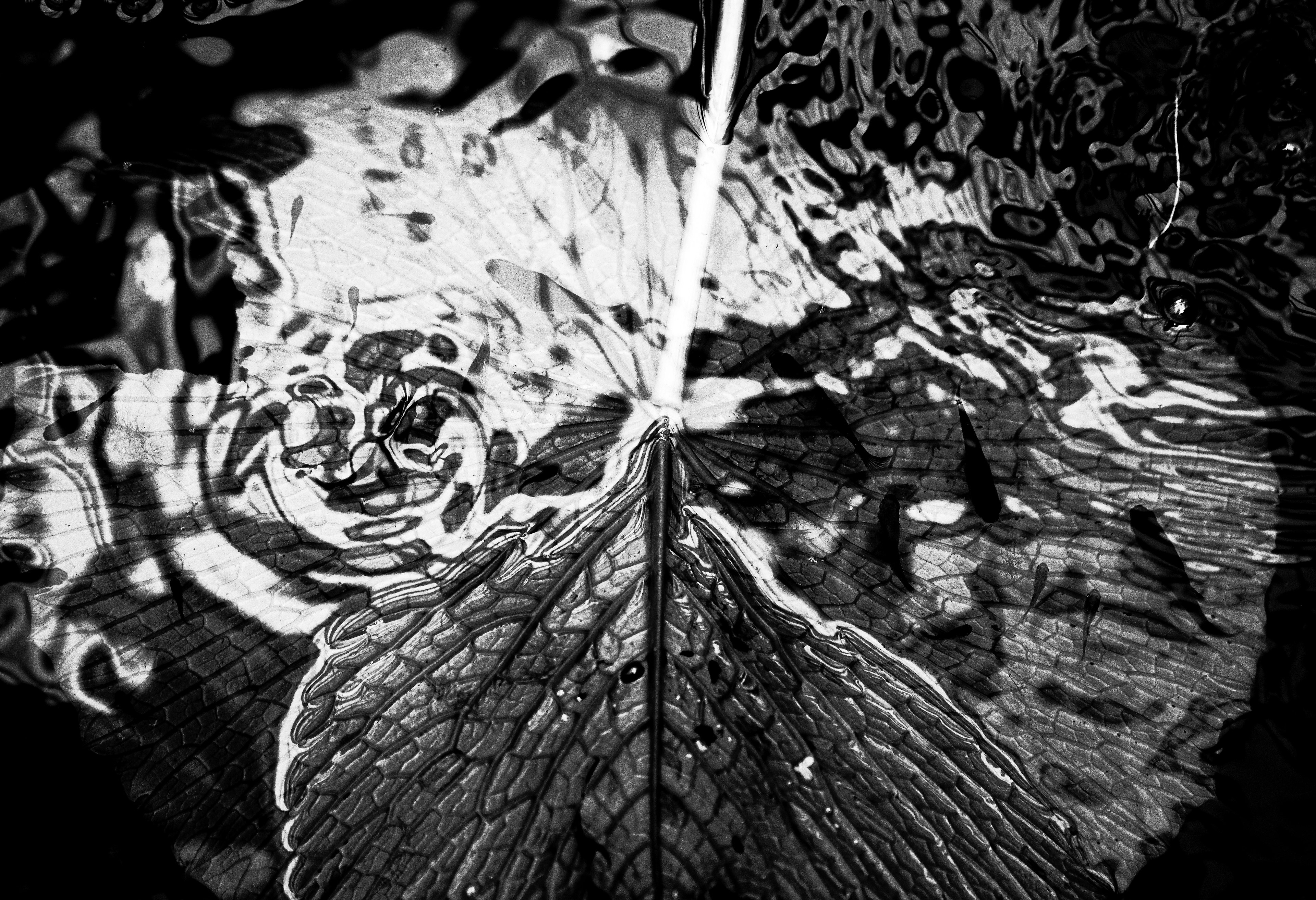 Contrast of leaf pattern and ripples on water surface