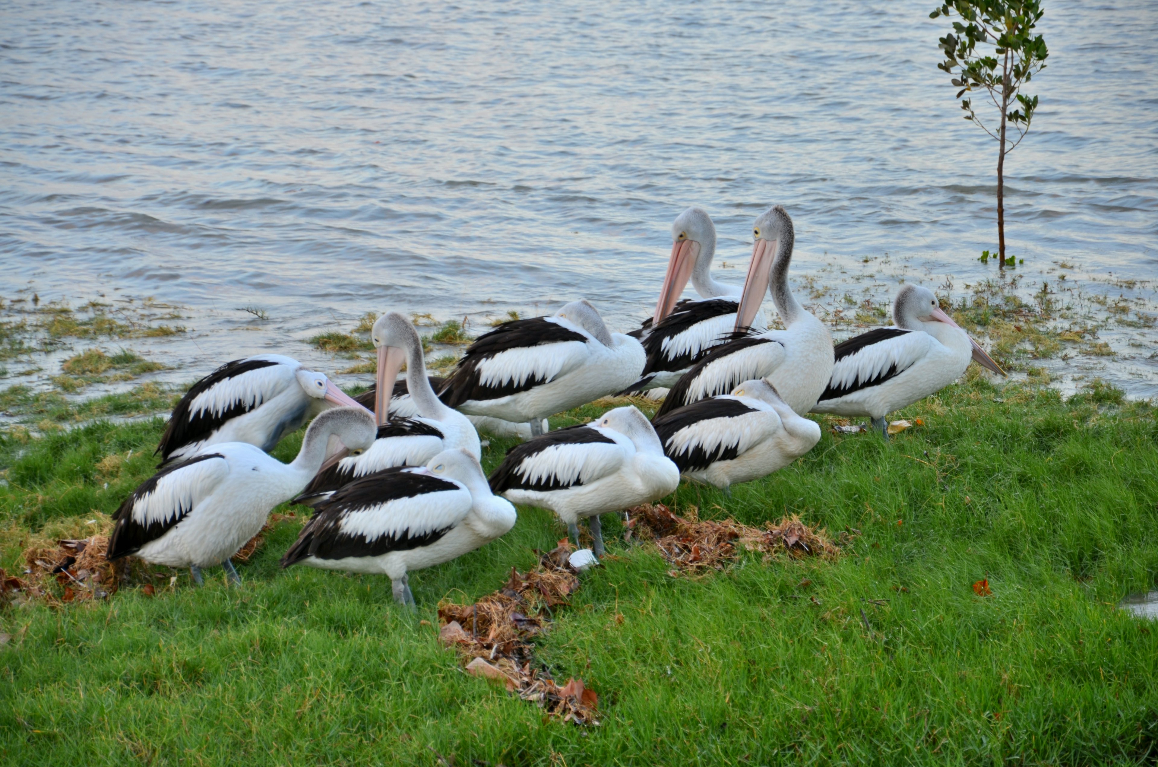 Group of black and white pelicans by the water's edge