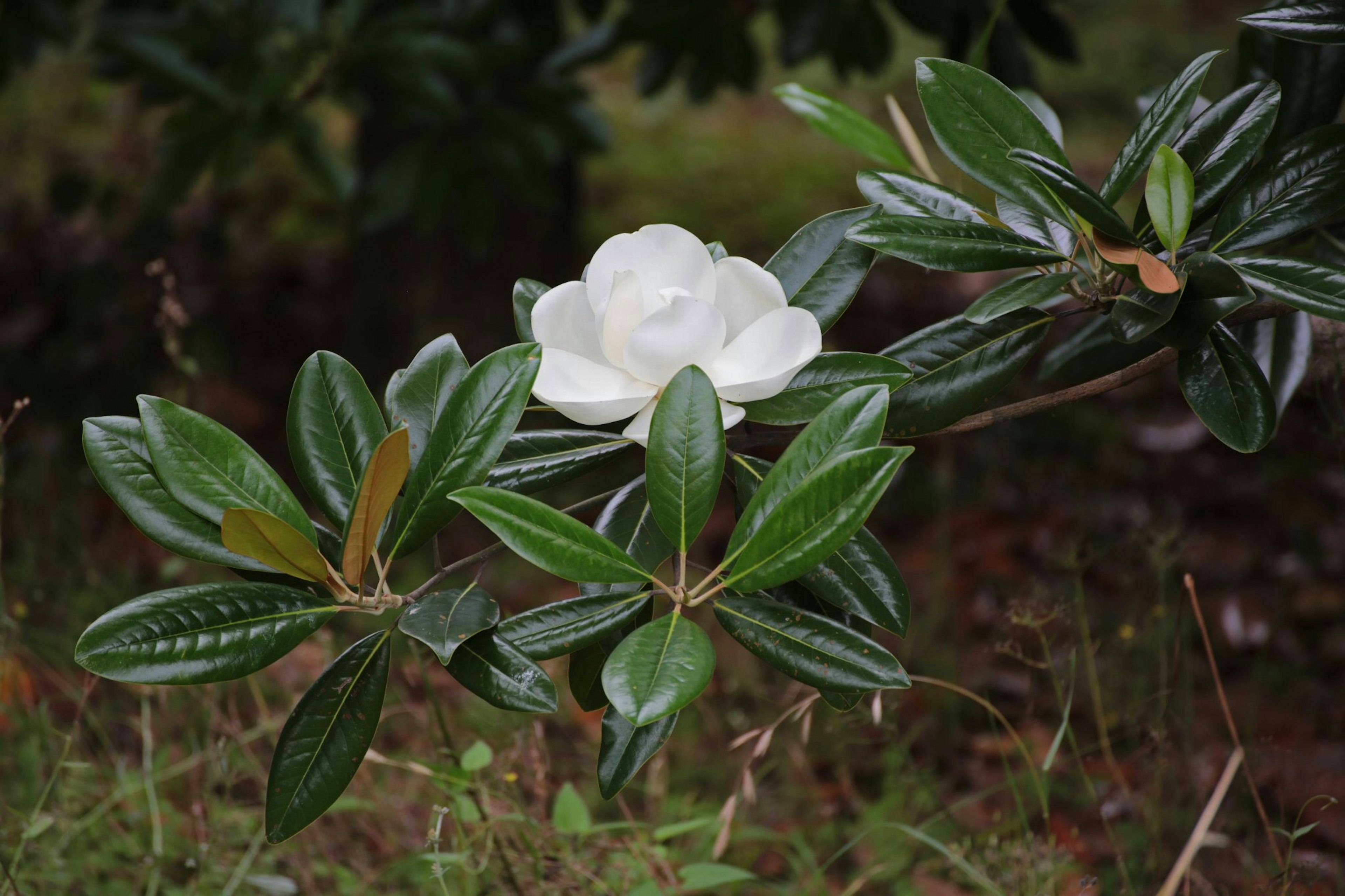 Branche avec une fleur blanche et des feuilles vertes