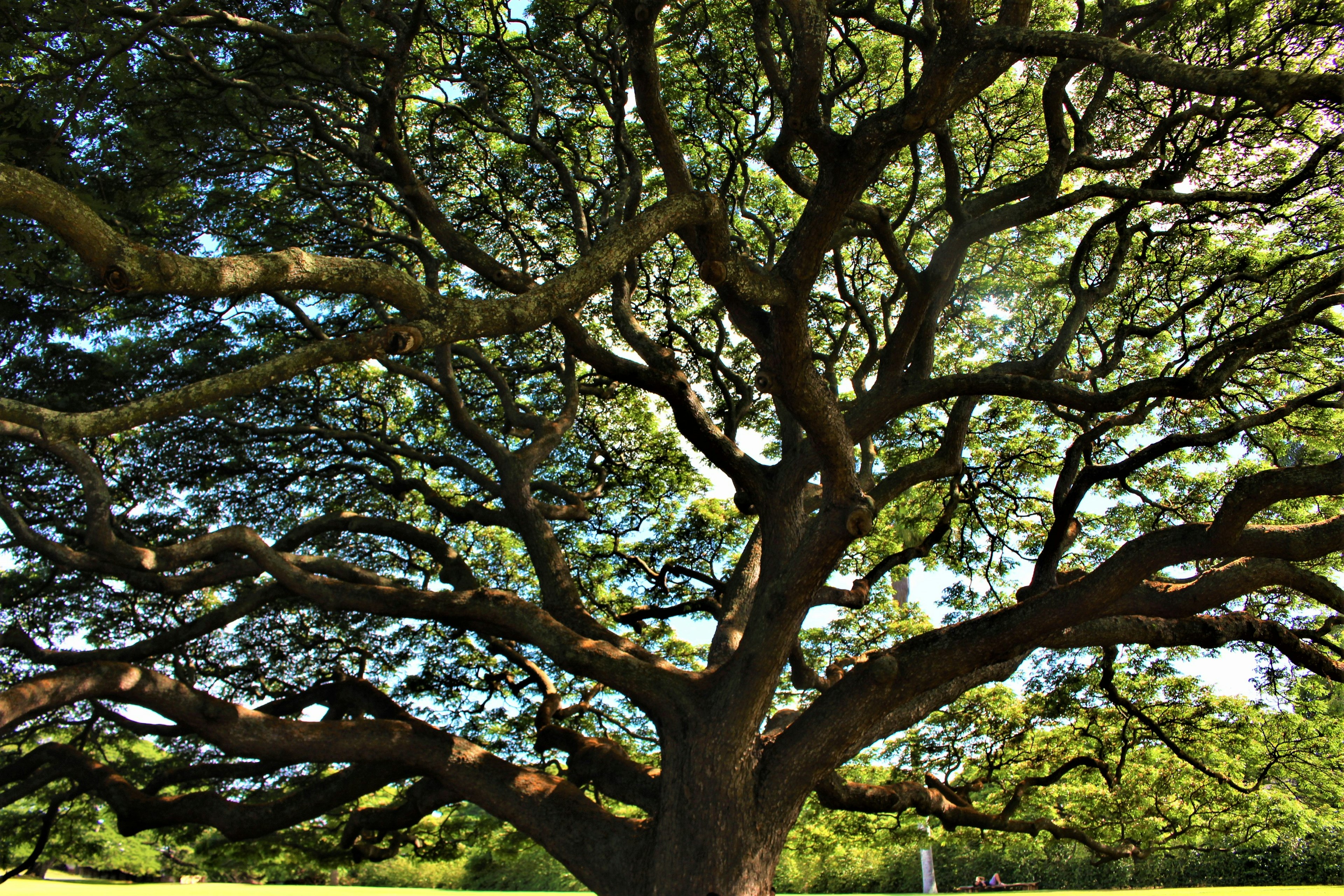 Large tree with sprawling branches and green leaves