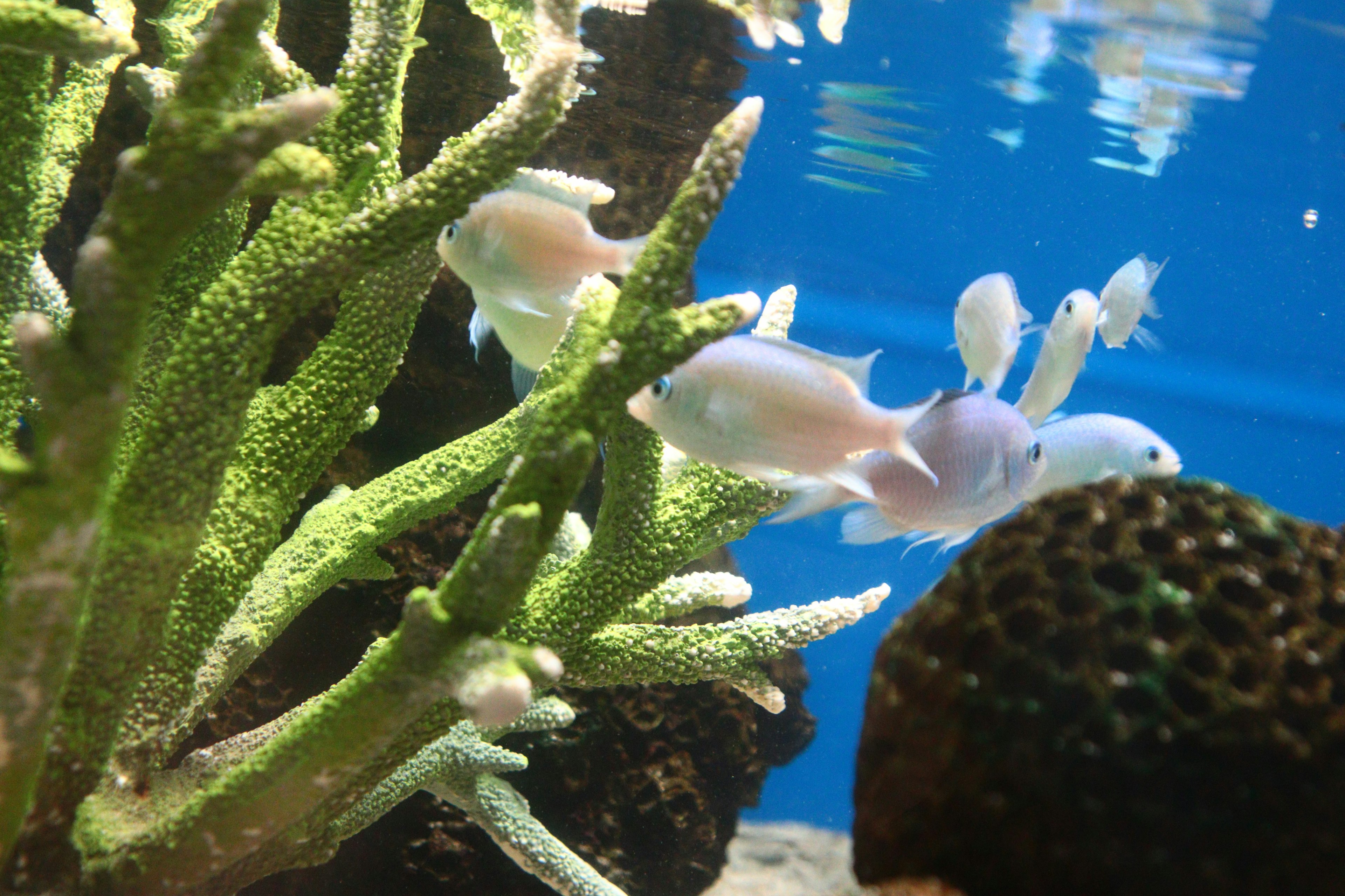 Peces coloridos nadando cerca de coral verde en un acuario azul