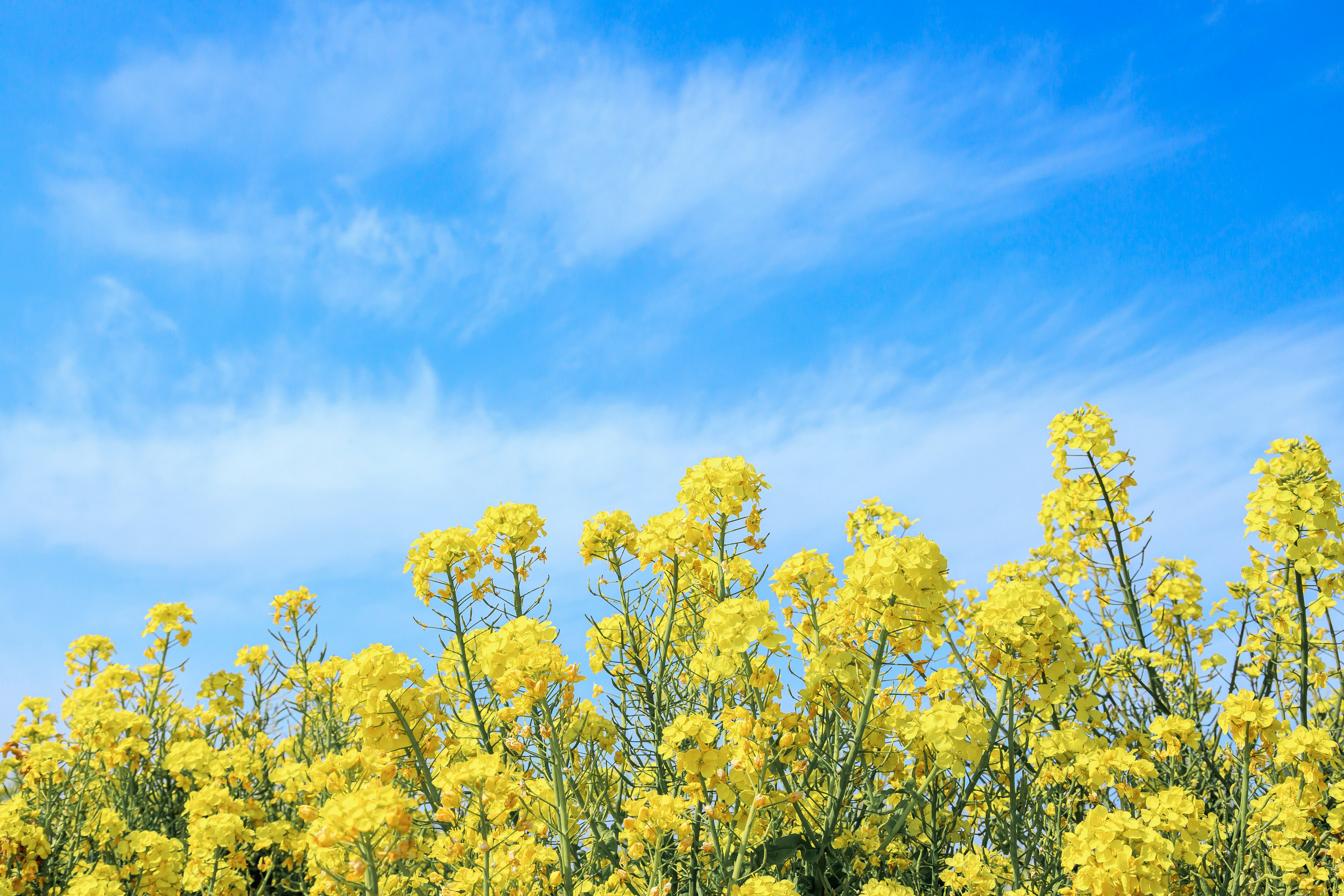 Feld mit gelben Rapsblumen unter blauem Himmel