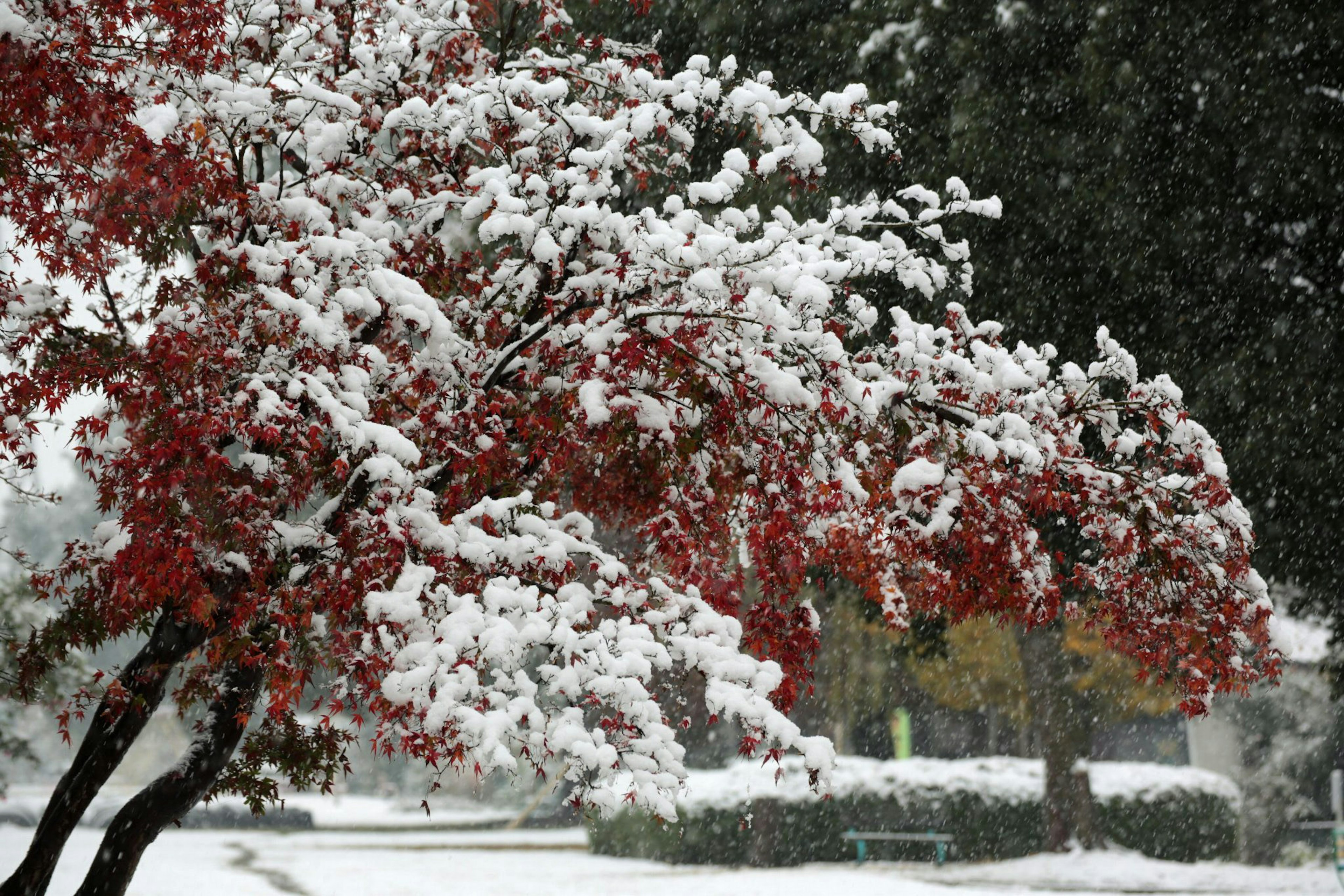 雪が積もった赤い葉の木が見える冬の風景