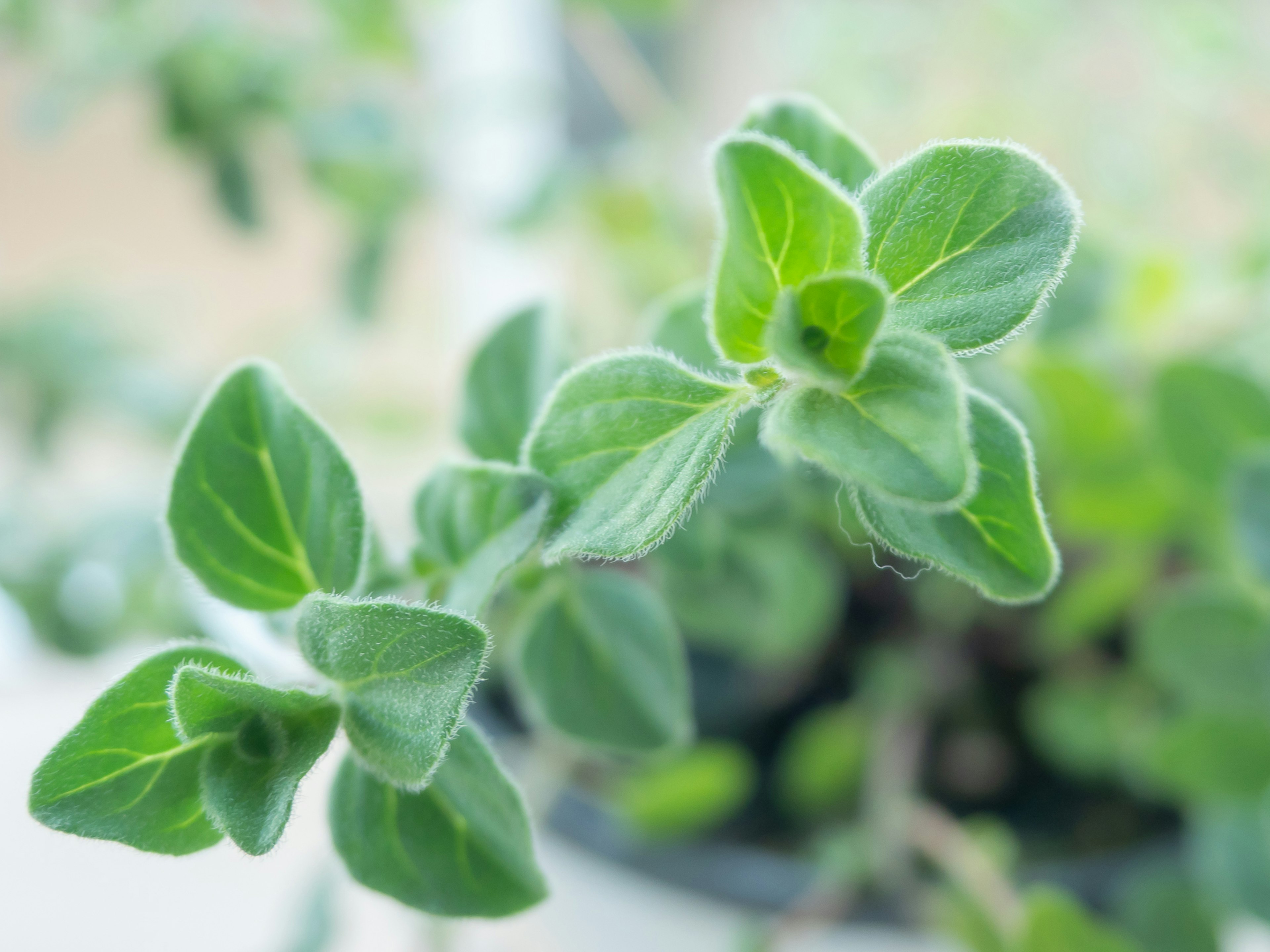 Gros plan de feuilles de plante d'origan vert vif