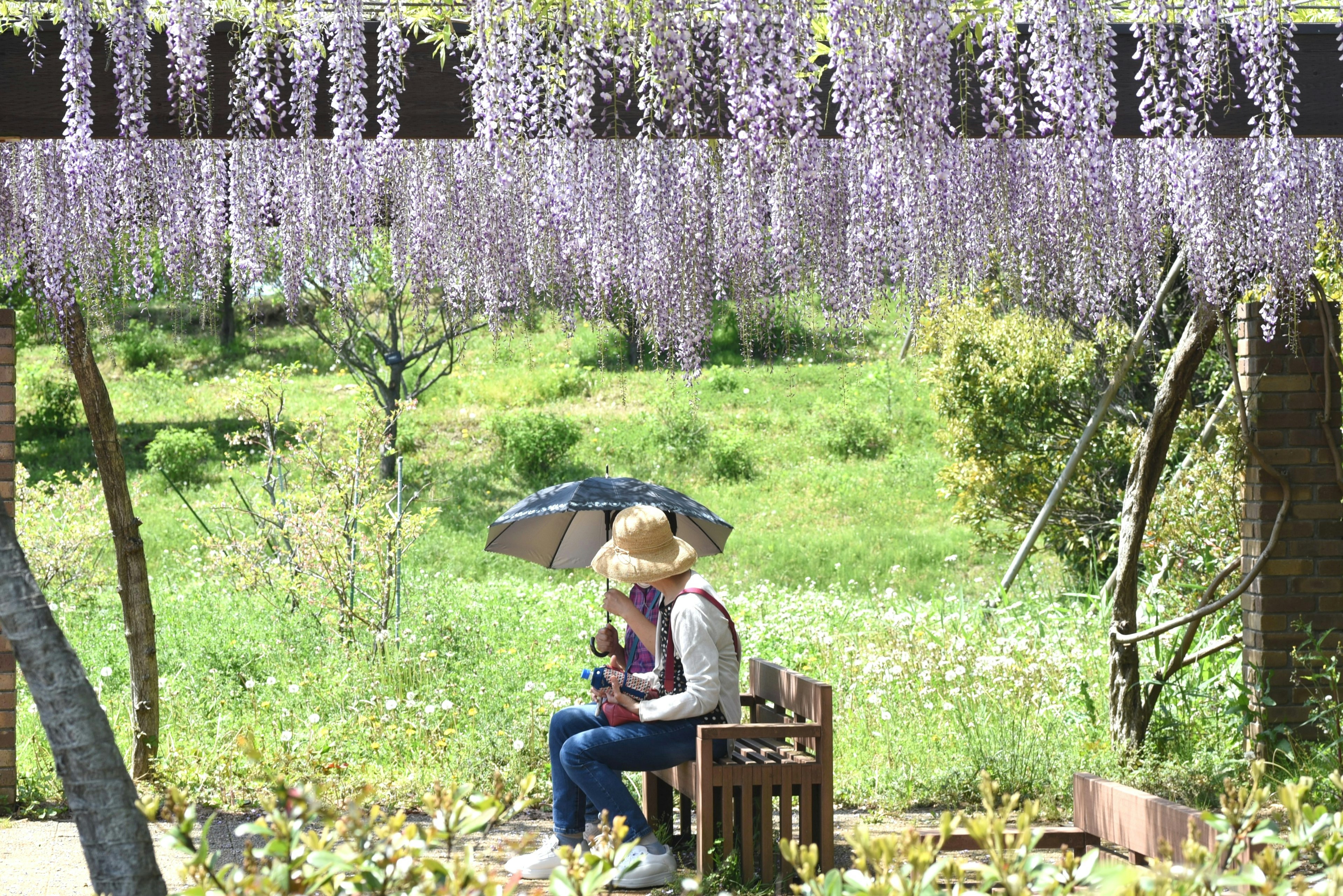 Couple assis sous des fleurs de glycine violettes dans un champ vert