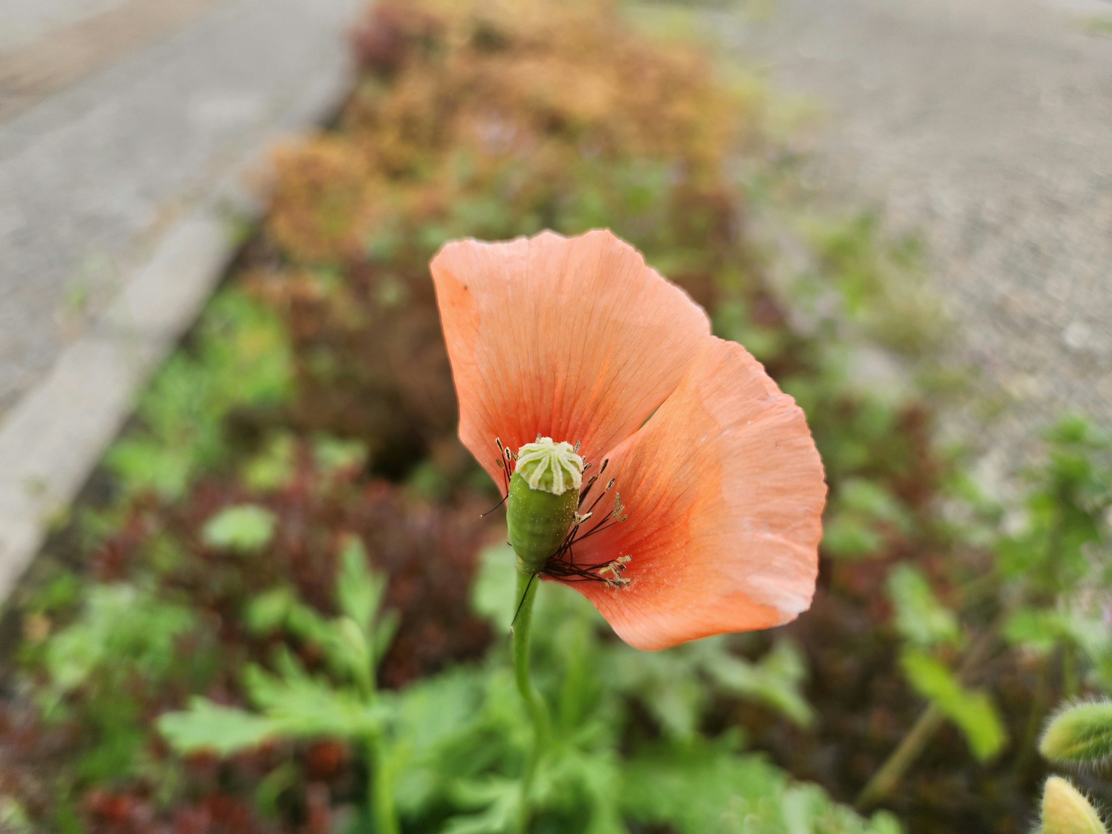 Eine blühende orangefarbene Mohnblume mit grünem Laub