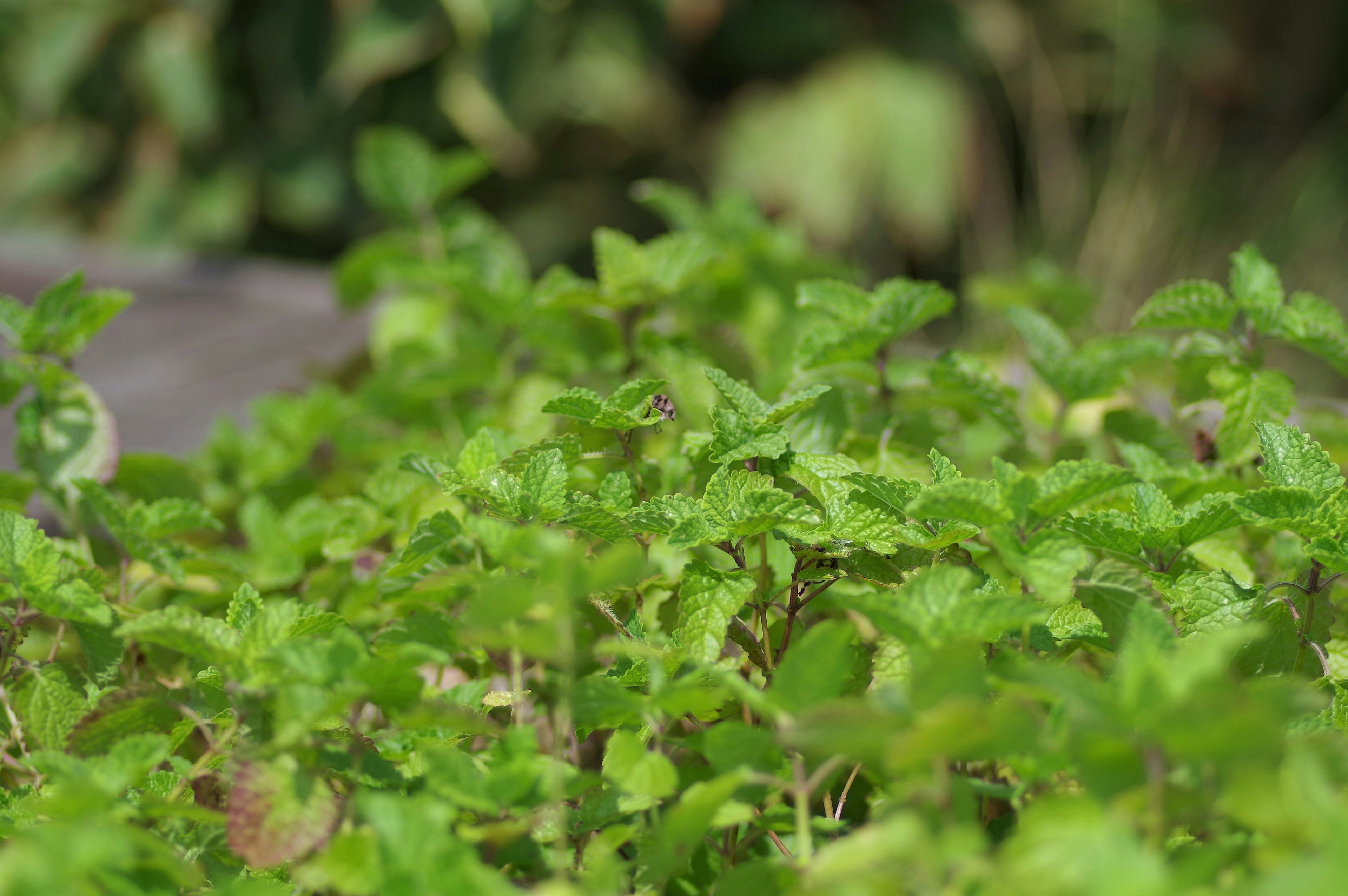 Feuilles de menthe vertes luxuriantes poussant abondamment