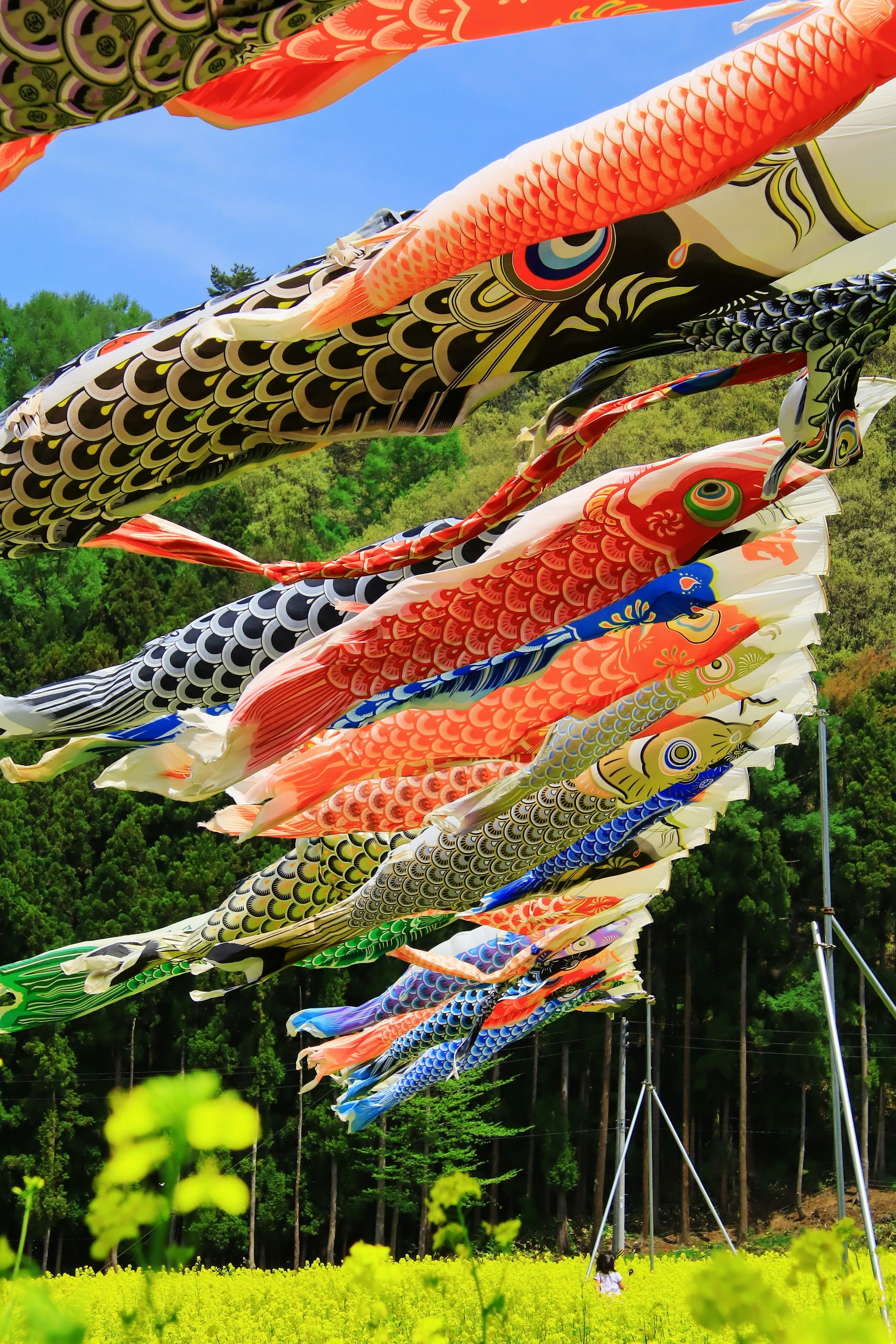 Colorful koi nobori flags fluttering in the wind against a scenic backdrop