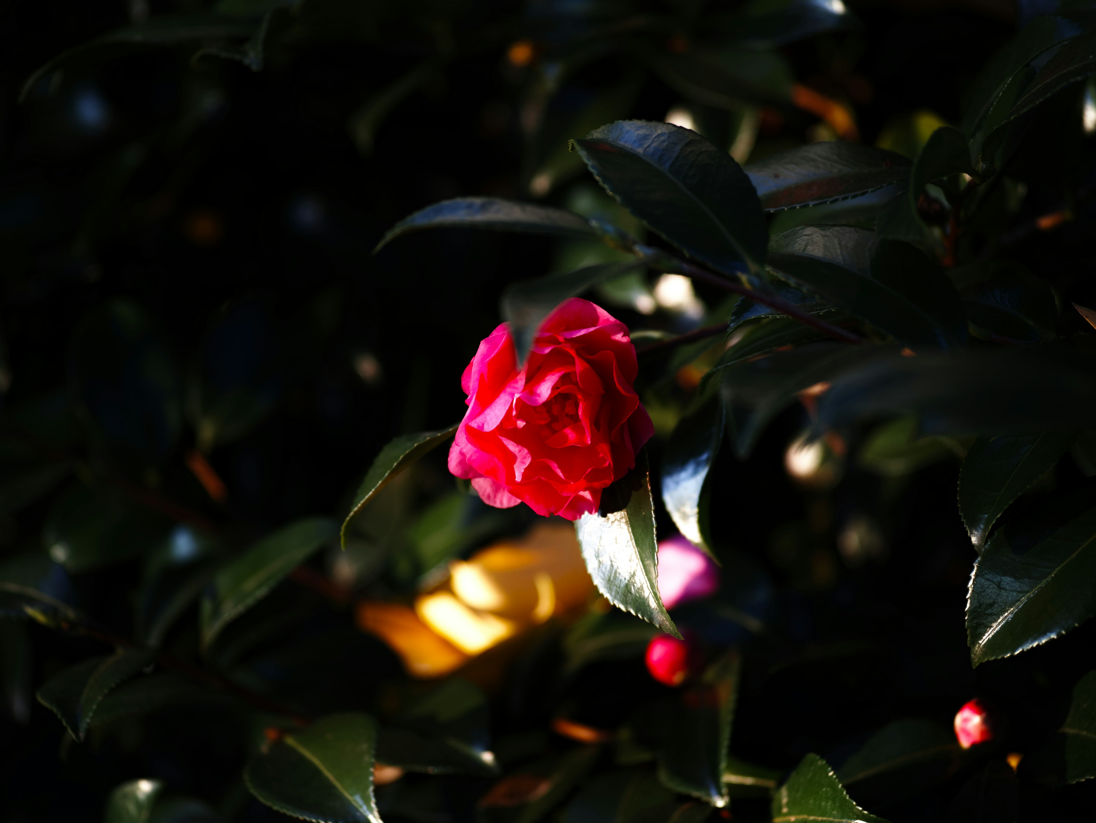 Fiore di camelia rossa vibrante che sboccia su uno sfondo scuro