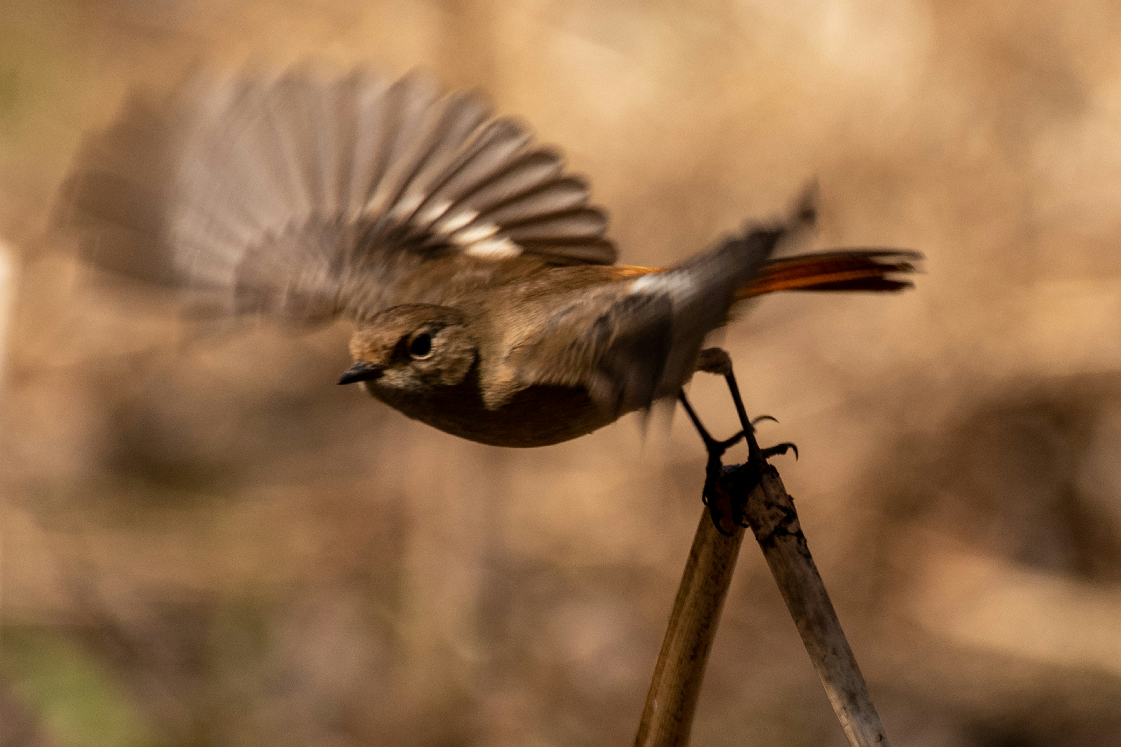 Image d'un oiseau s'envolant avec les ailes déployées perché sur une branche