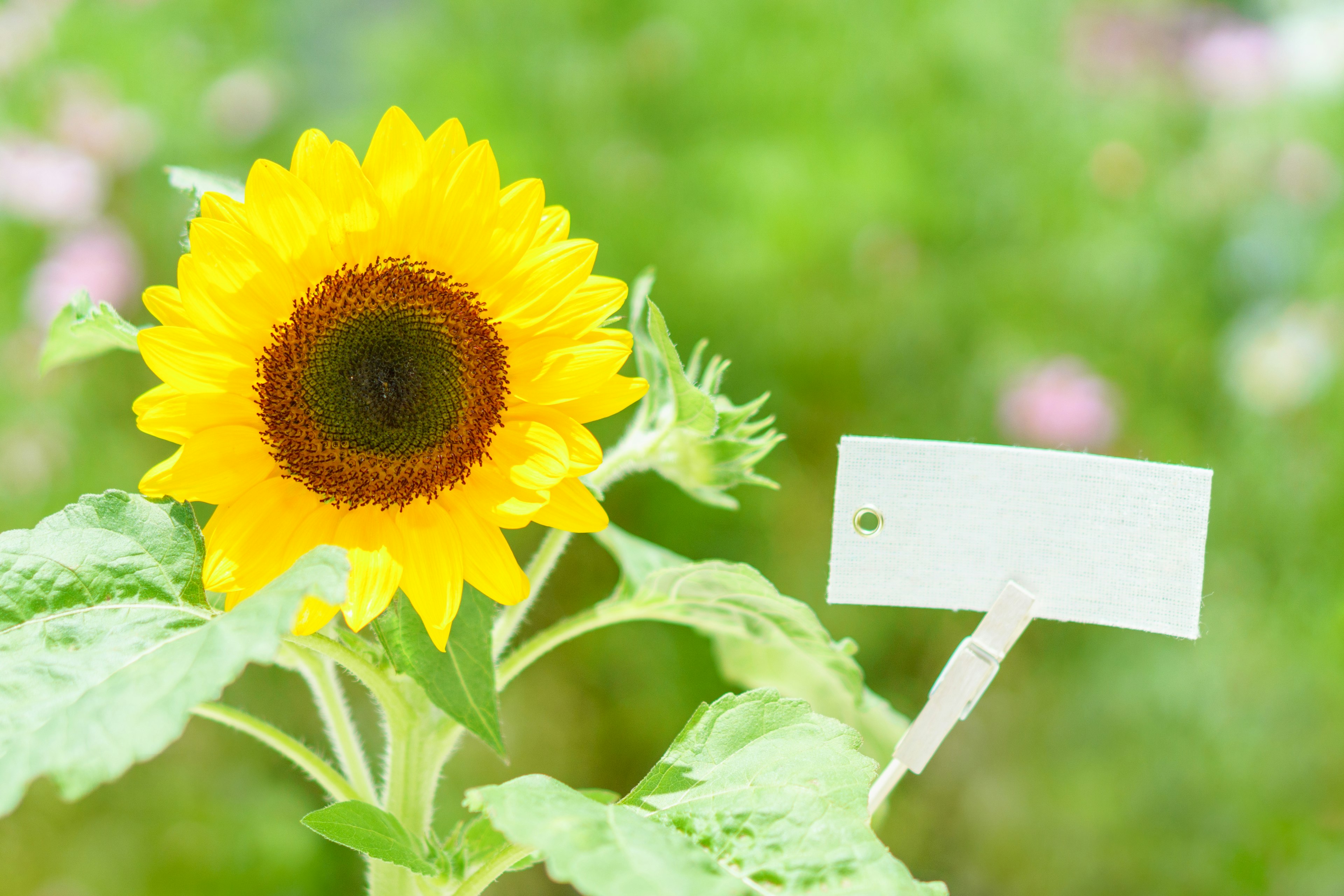 Lebendiger Sonnenblumen mit einem weißen Etikett vor grünem Hintergrund