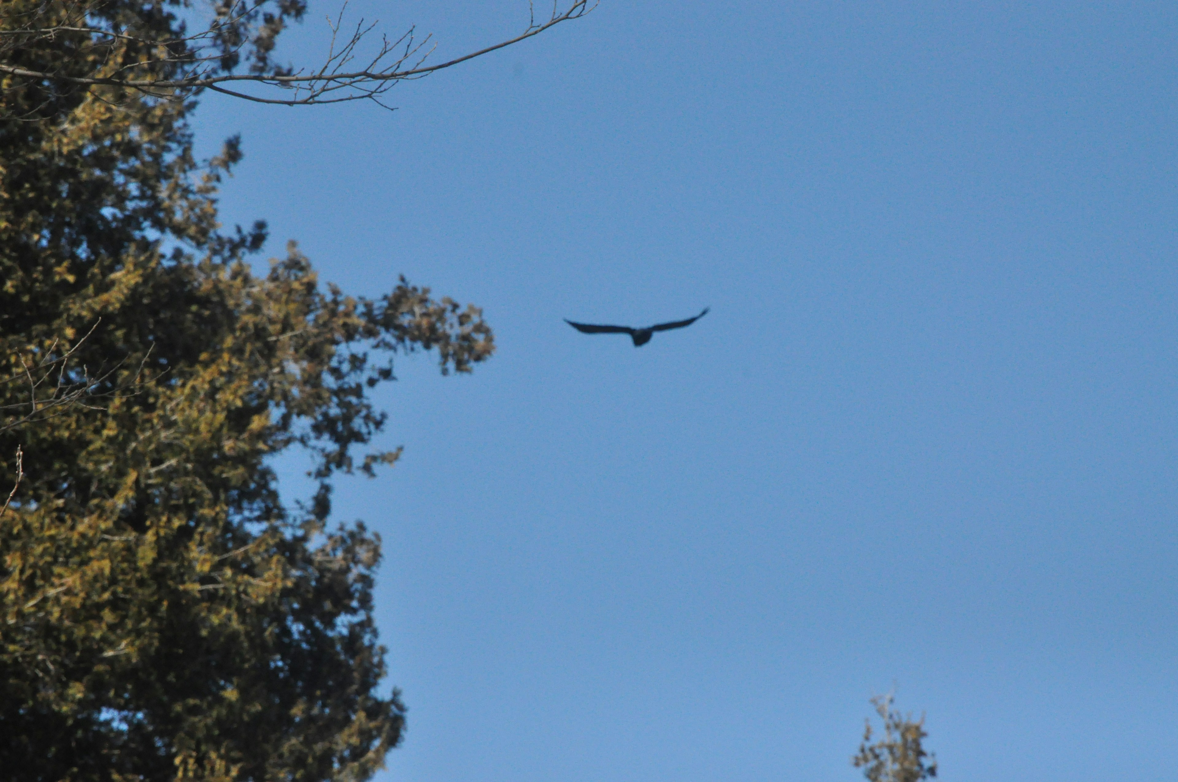 Siluet burung besar terbang di langit biru