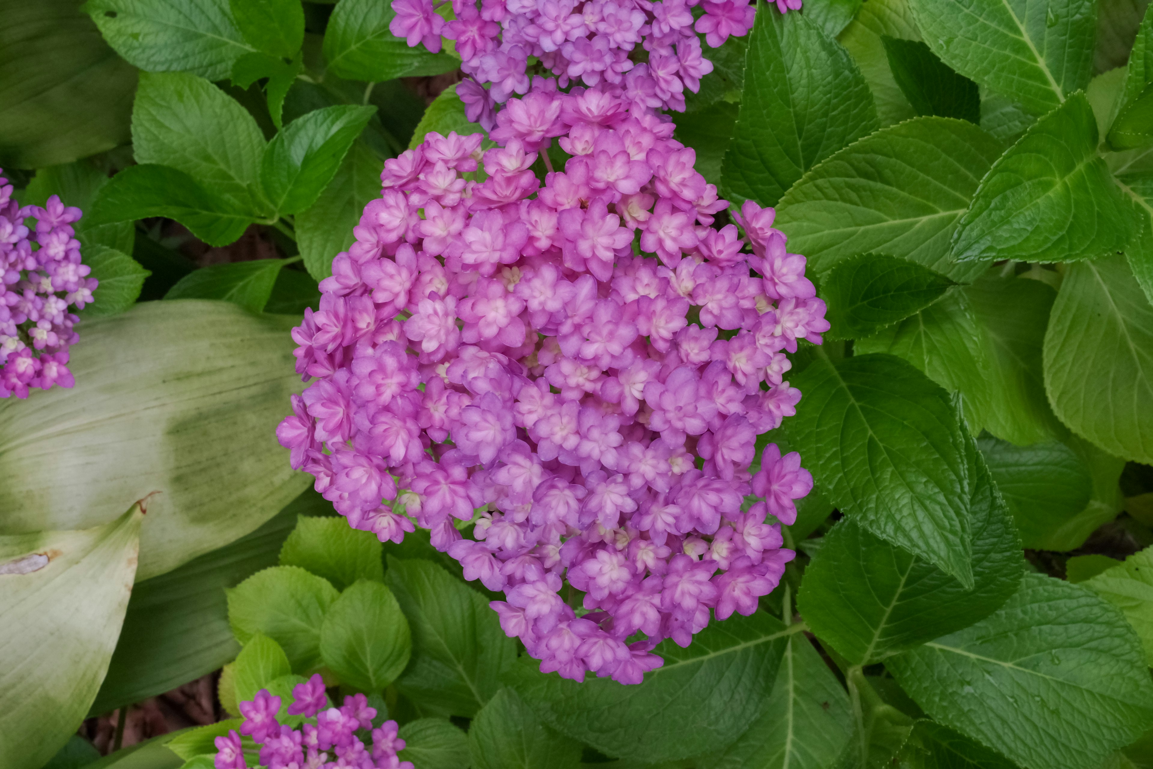 Regroupement de fleurs violettes entourées de feuilles vertes