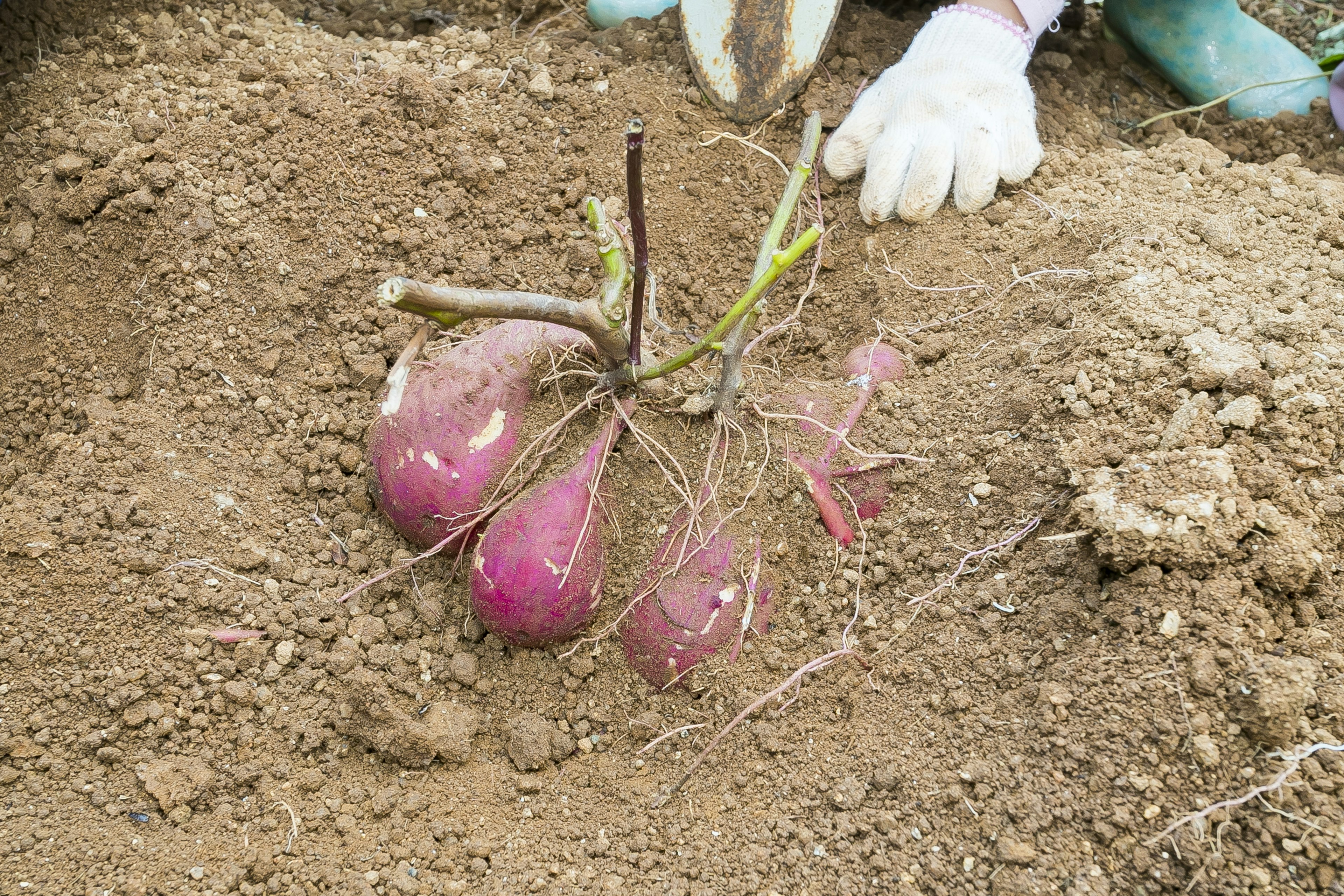 Purple sweet potatoes being harvested from the soil with gloved hands