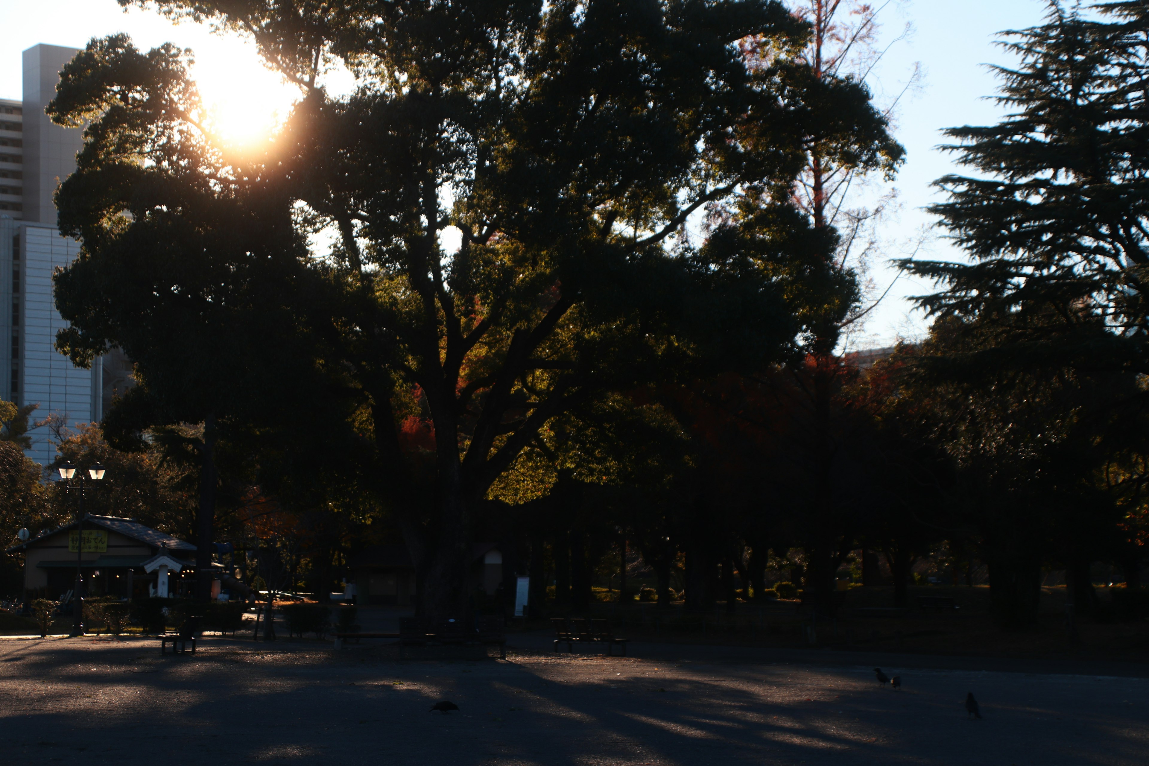 Scenic view of a large tree in a park with sunlight shining through